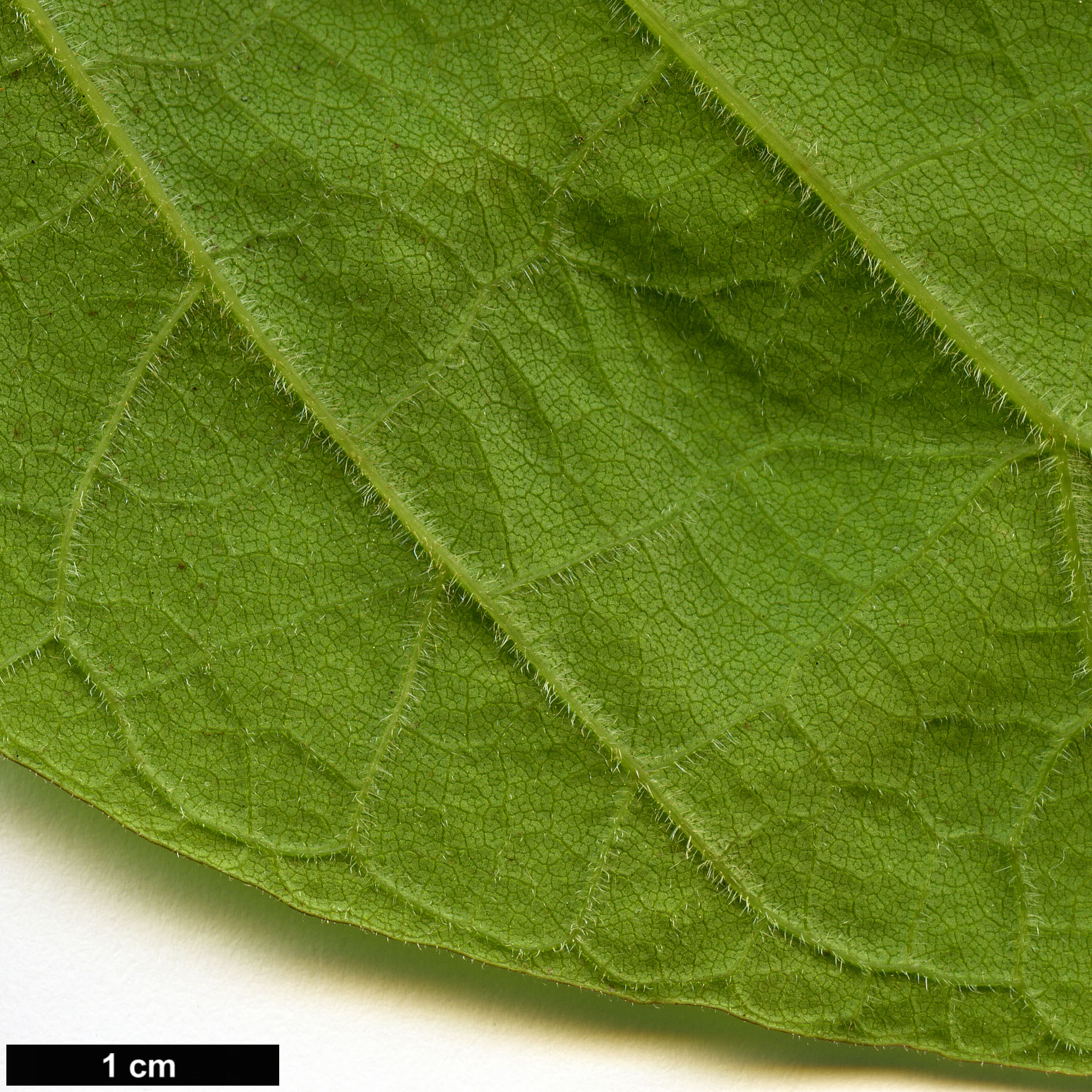 High resolution image: Family: Bignoniaceae - Genus: Catalpa - Taxon: speciosa