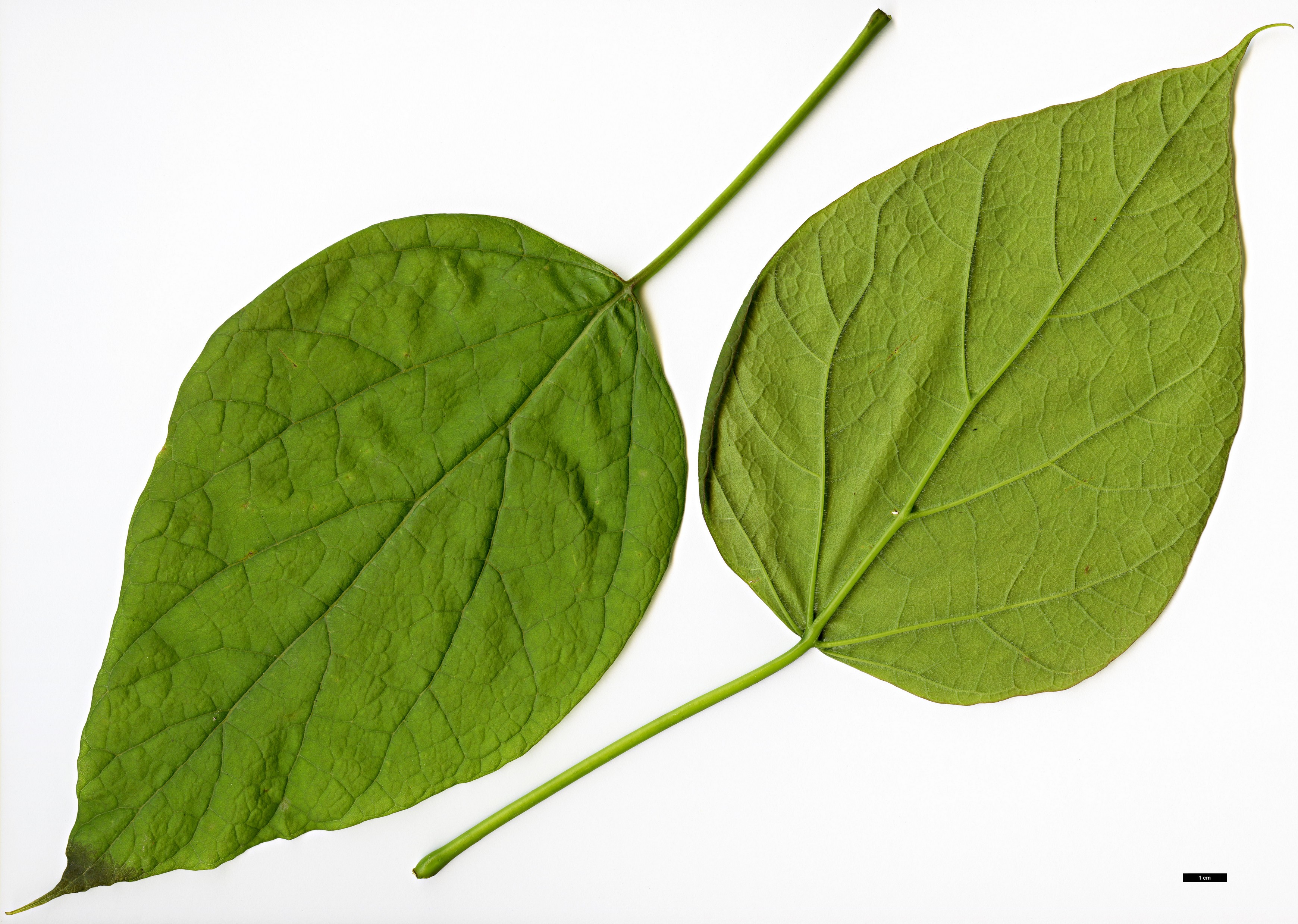 High resolution image: Family: Bignoniaceae - Genus: Catalpa - Taxon: speciosa