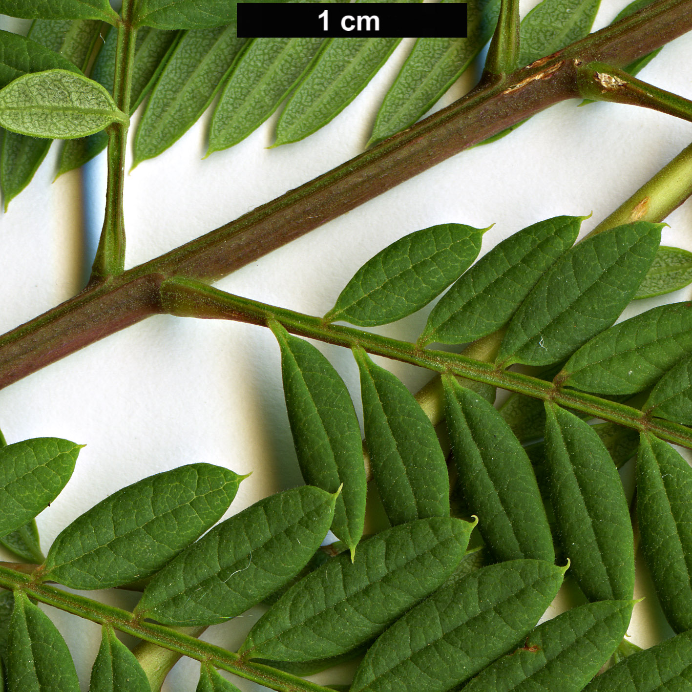 High resolution image: Family: Bignoniaceae - Genus: Jacaranda - Taxon: mimosifolia