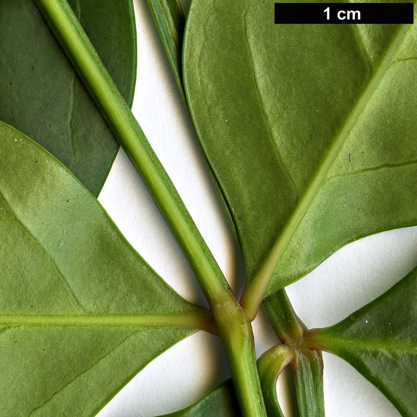 High resolution image: Family: Bignoniaceae - Genus: Pandorea - Taxon: pandorana