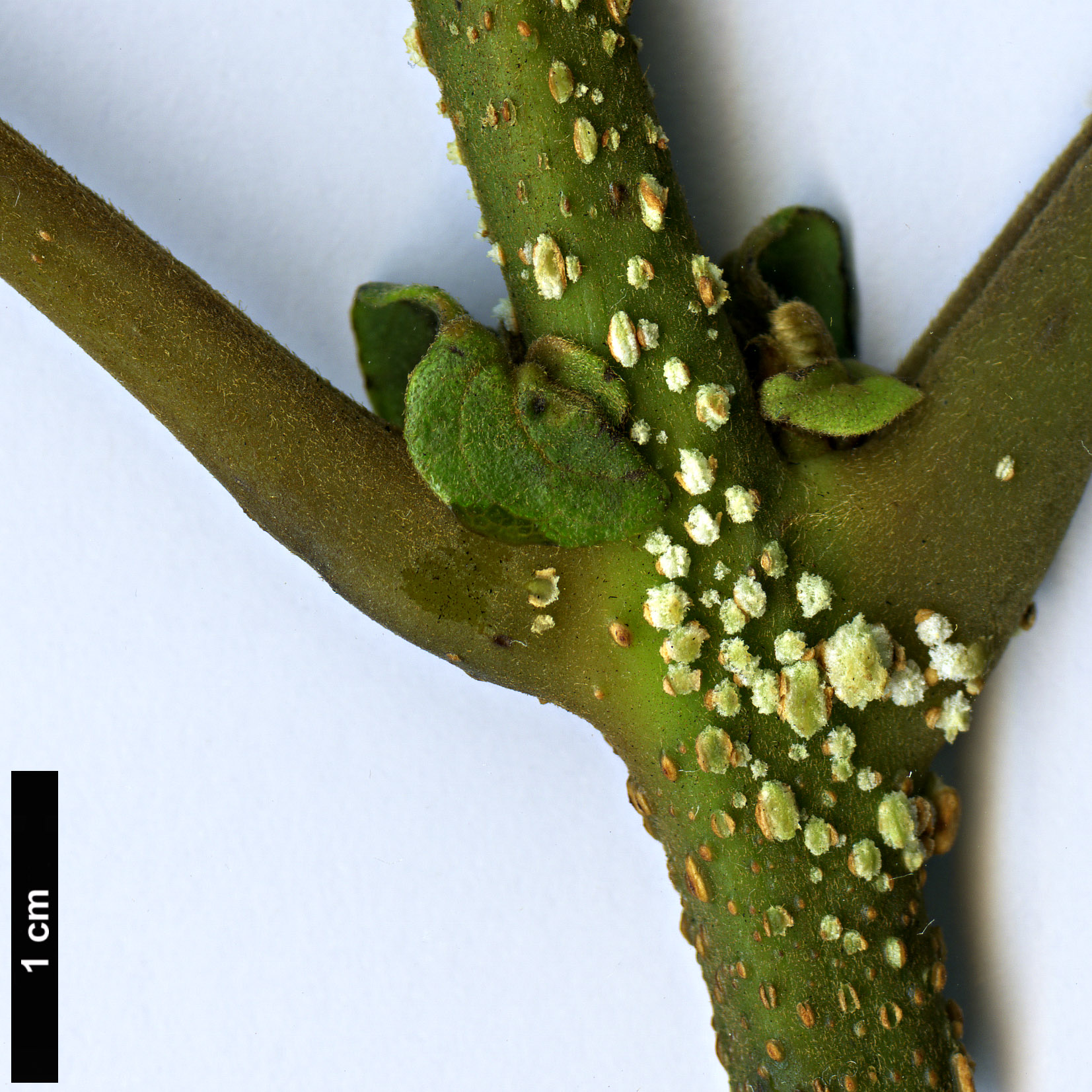 High resolution image: Family: Bignoniaceae - Genus: Spathodea - Taxon: campanulata