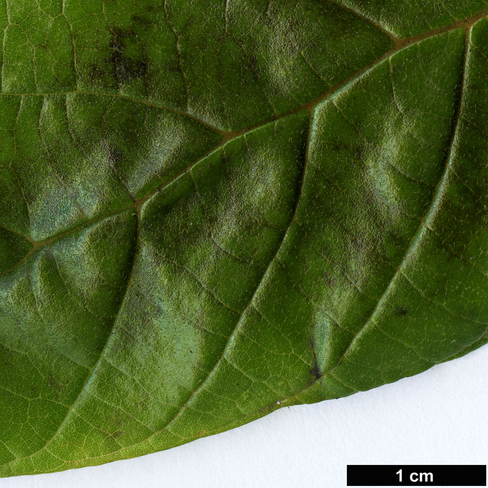 High resolution image: Family: Bignoniaceae - Genus: Spathodea - Taxon: campanulata