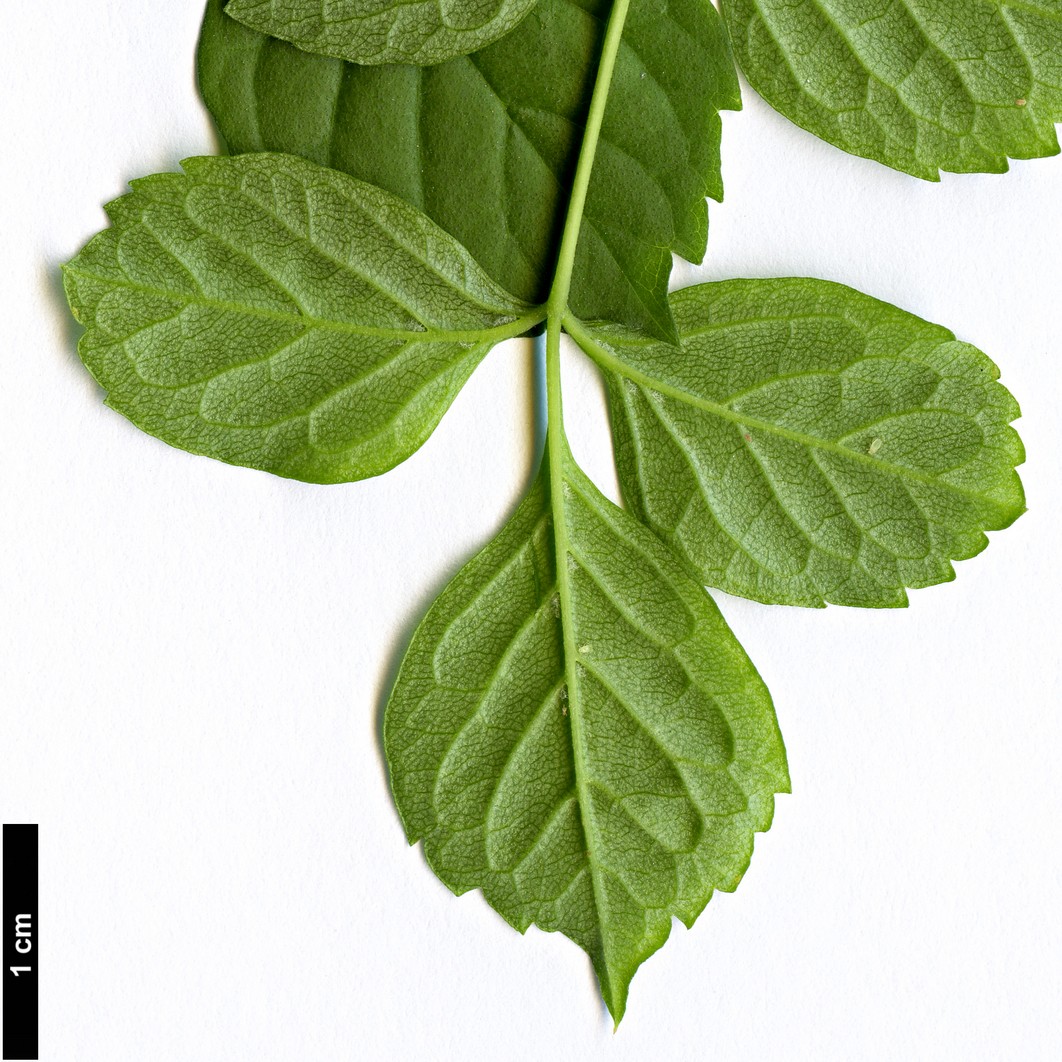 High resolution image: Family: Bignoniaceae - Genus: Tecoma - Taxon: capensis