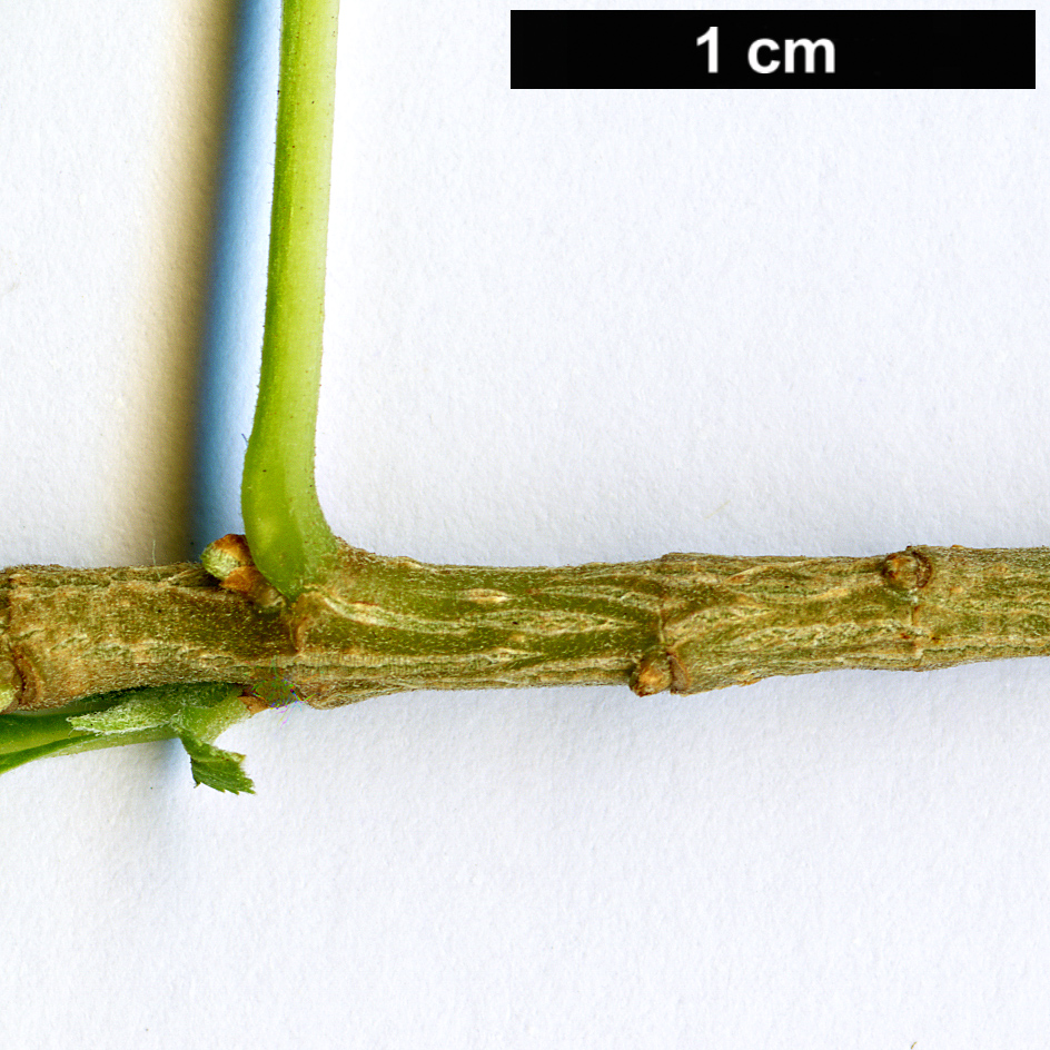 High resolution image: Family: Bignoniaceae - Genus: Tecoma - Taxon: stans