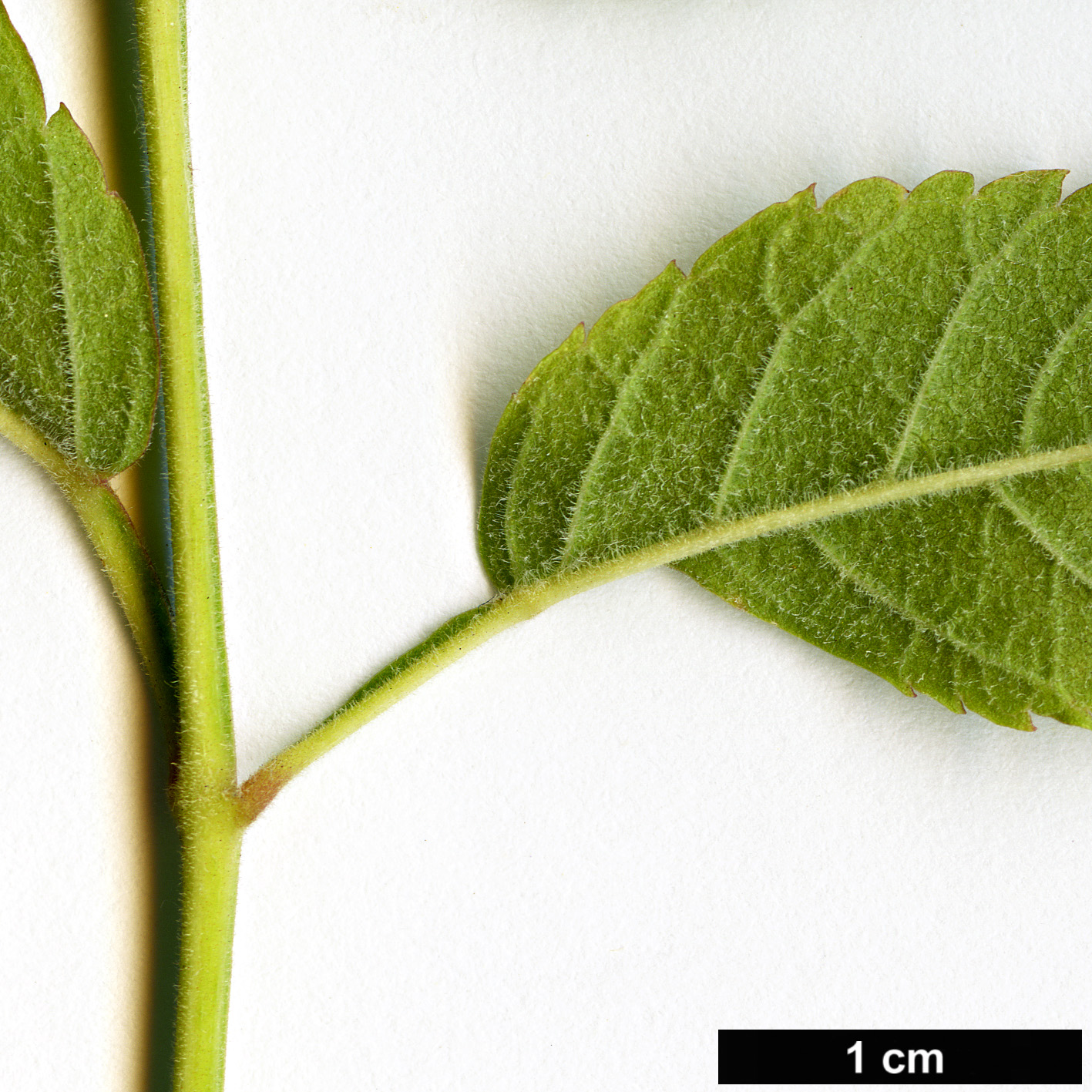 High resolution image: Family: Bignoniaceae - Genus: Tecoma - Taxon: tenuiflora