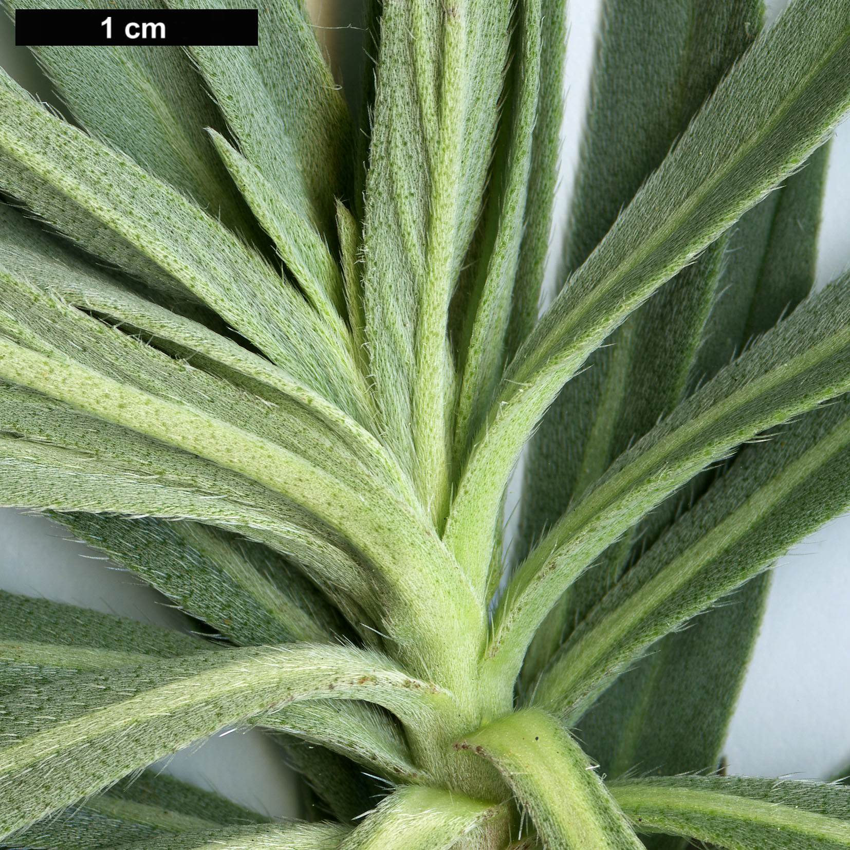 High resolution image: Family: Boraginaceae - Genus: Echium - Taxon: aculeatum