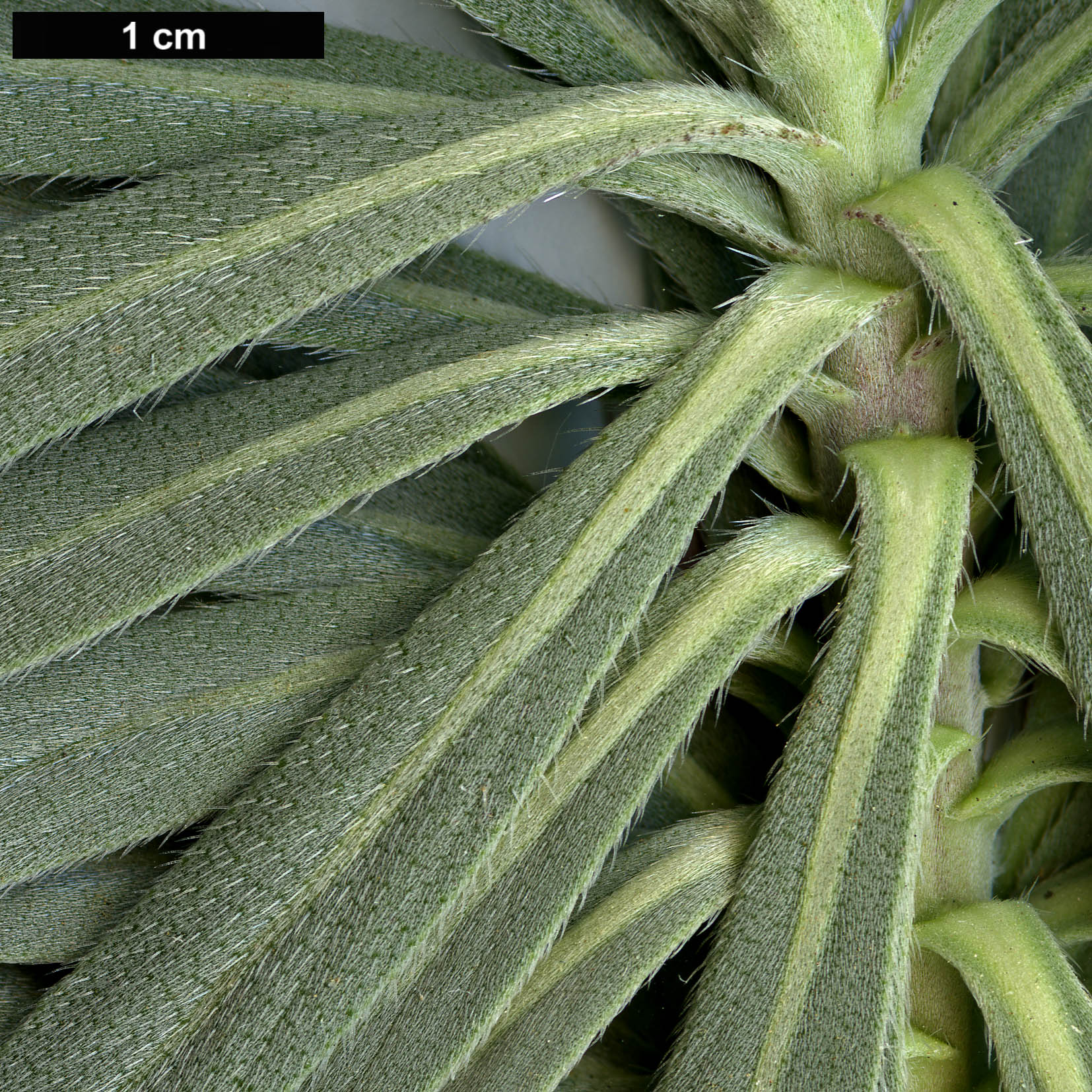 High resolution image: Family: Boraginaceae - Genus: Echium - Taxon: aculeatum