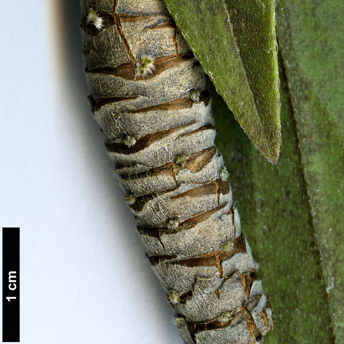 High resolution image: Family: Boraginaceae - Genus: Echium - Taxon: decaisnei