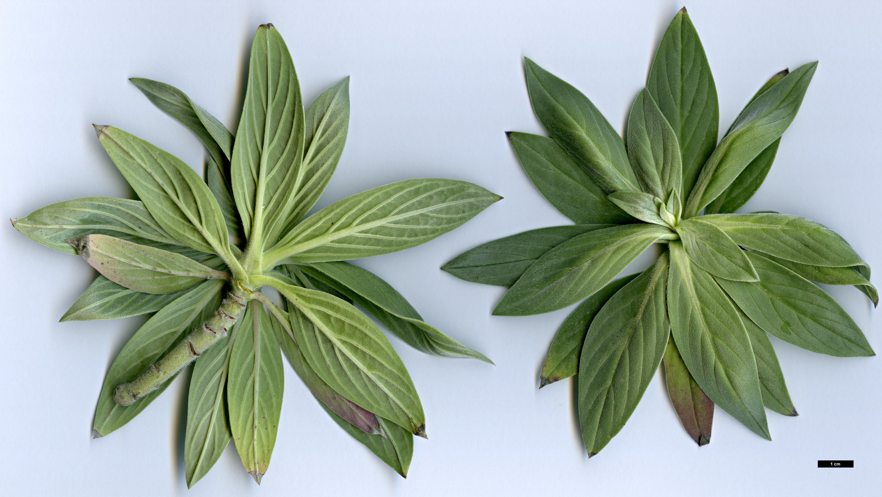 High resolution image: Family: Boraginaceae - Genus: Echium - Taxon: hierrense