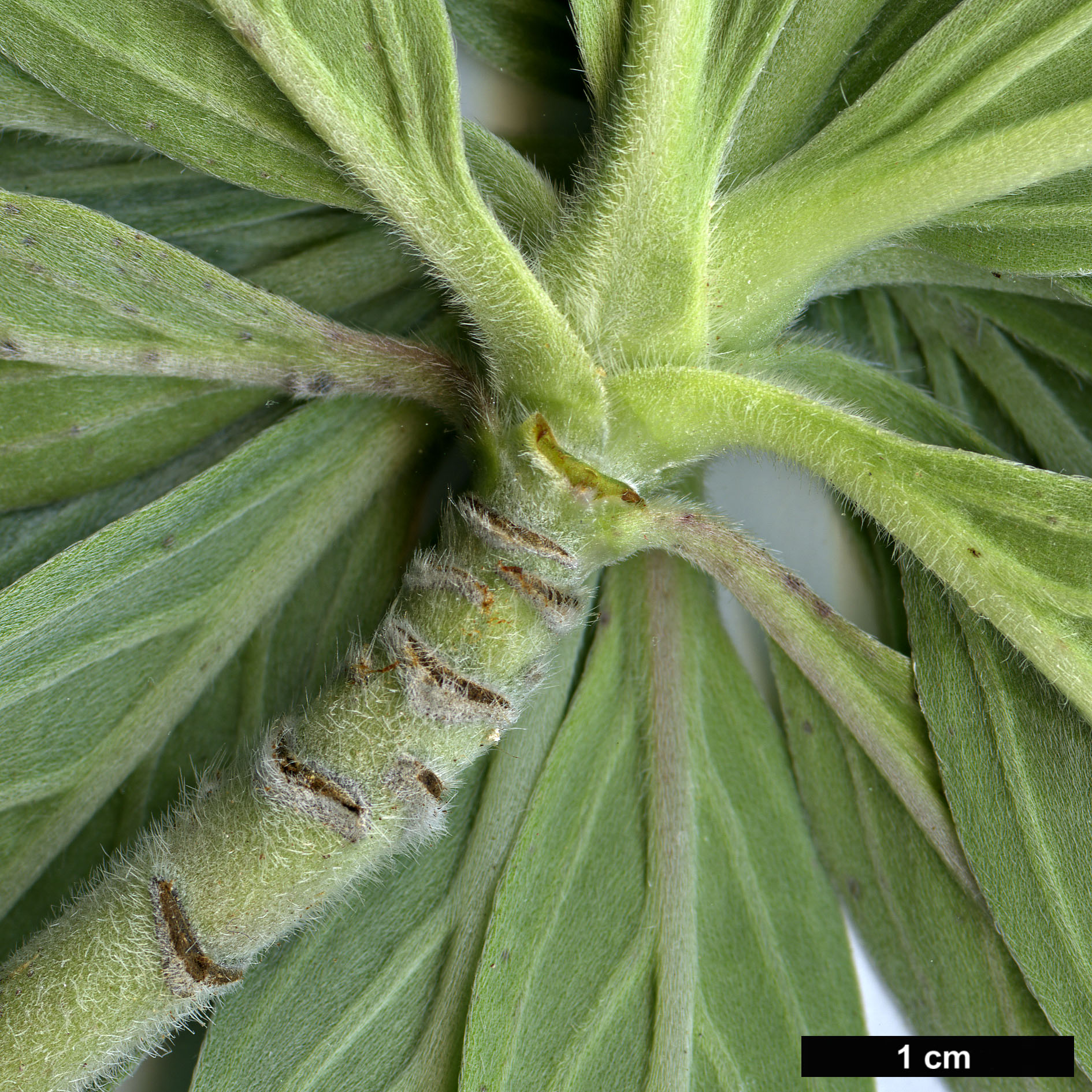 High resolution image: Family: Boraginaceae - Genus: Echium - Taxon: hierrense