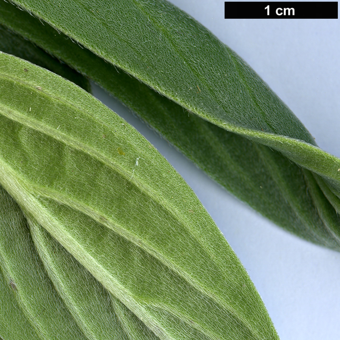 High resolution image: Family: Boraginaceae - Genus: Echium - Taxon: hierrense