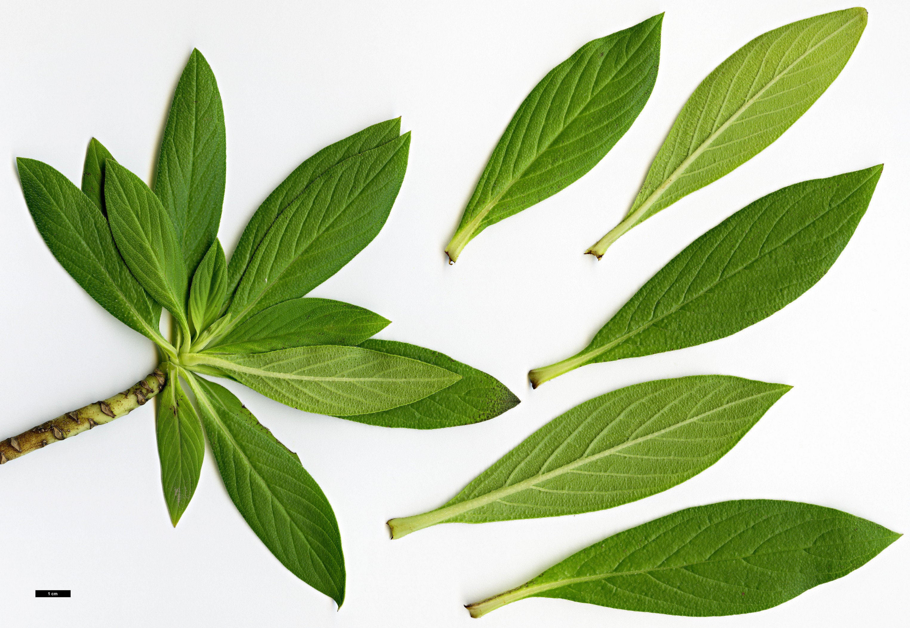 High resolution image: Family: Boraginaceae - Genus: Echium - Taxon: hypertropicum