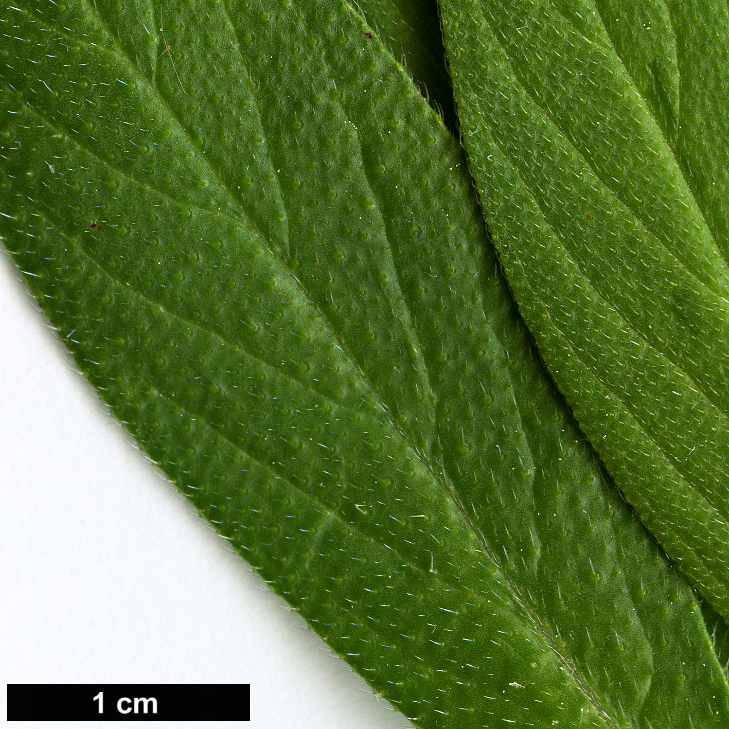 High resolution image: Family: Boraginaceae - Genus: Echium - Taxon: hypertropicum