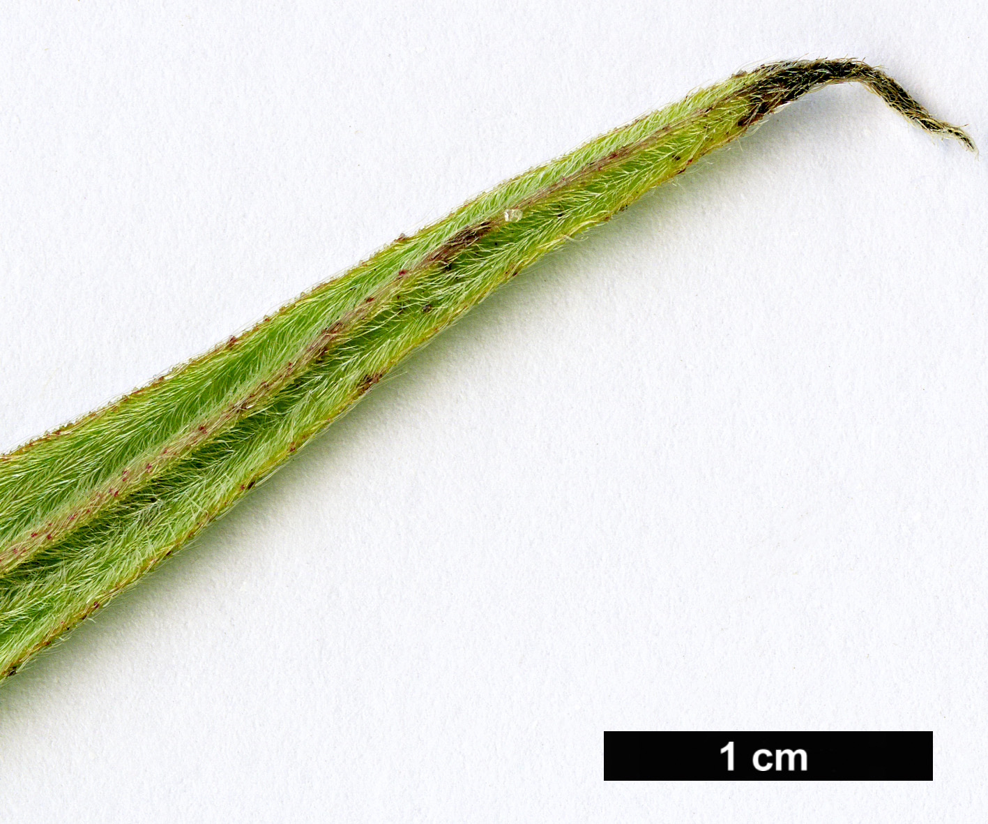 High resolution image: Family: Boraginaceae - Genus: Echium - Taxon: pininana