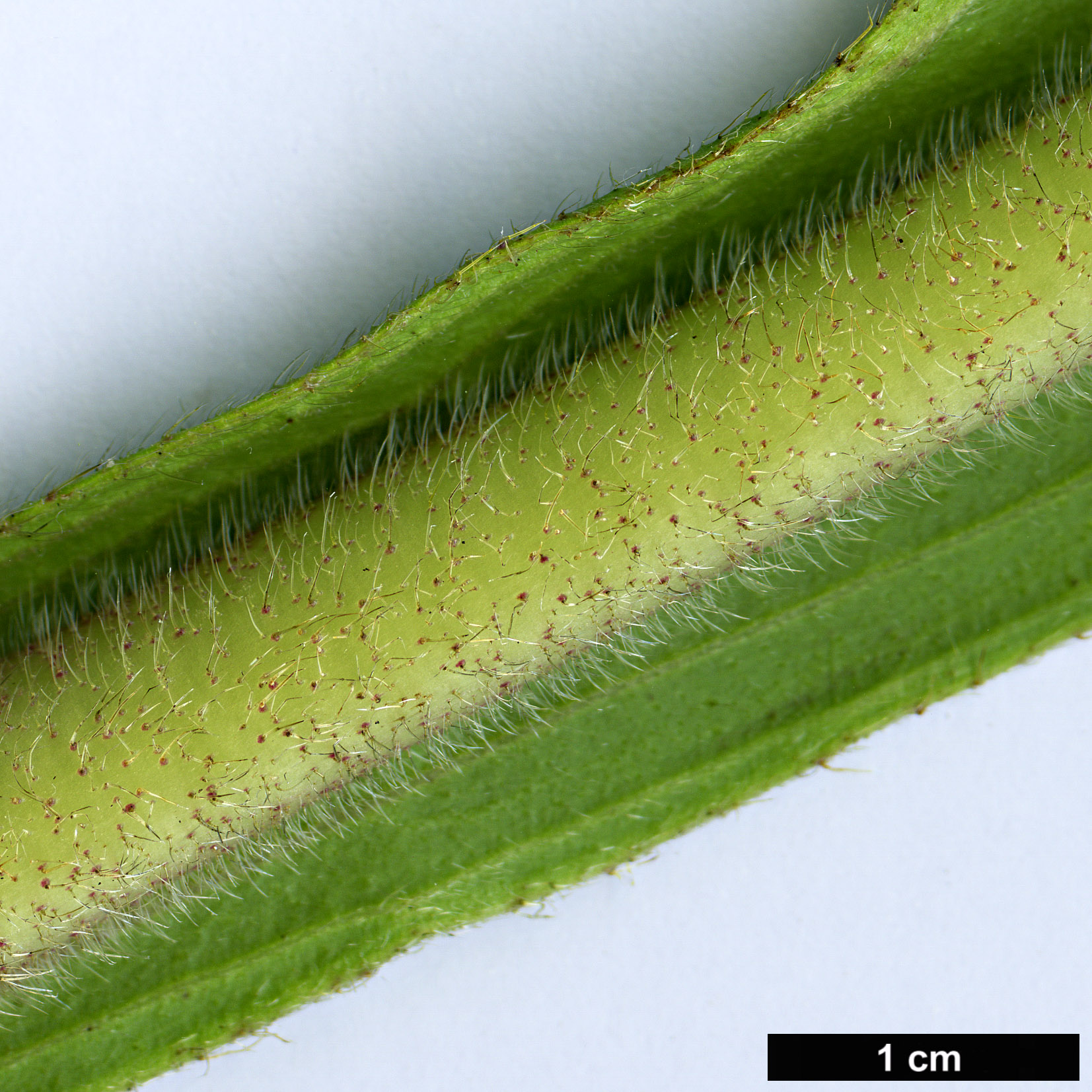 High resolution image: Family: Boraginaceae - Genus: Echium - Taxon: pininana