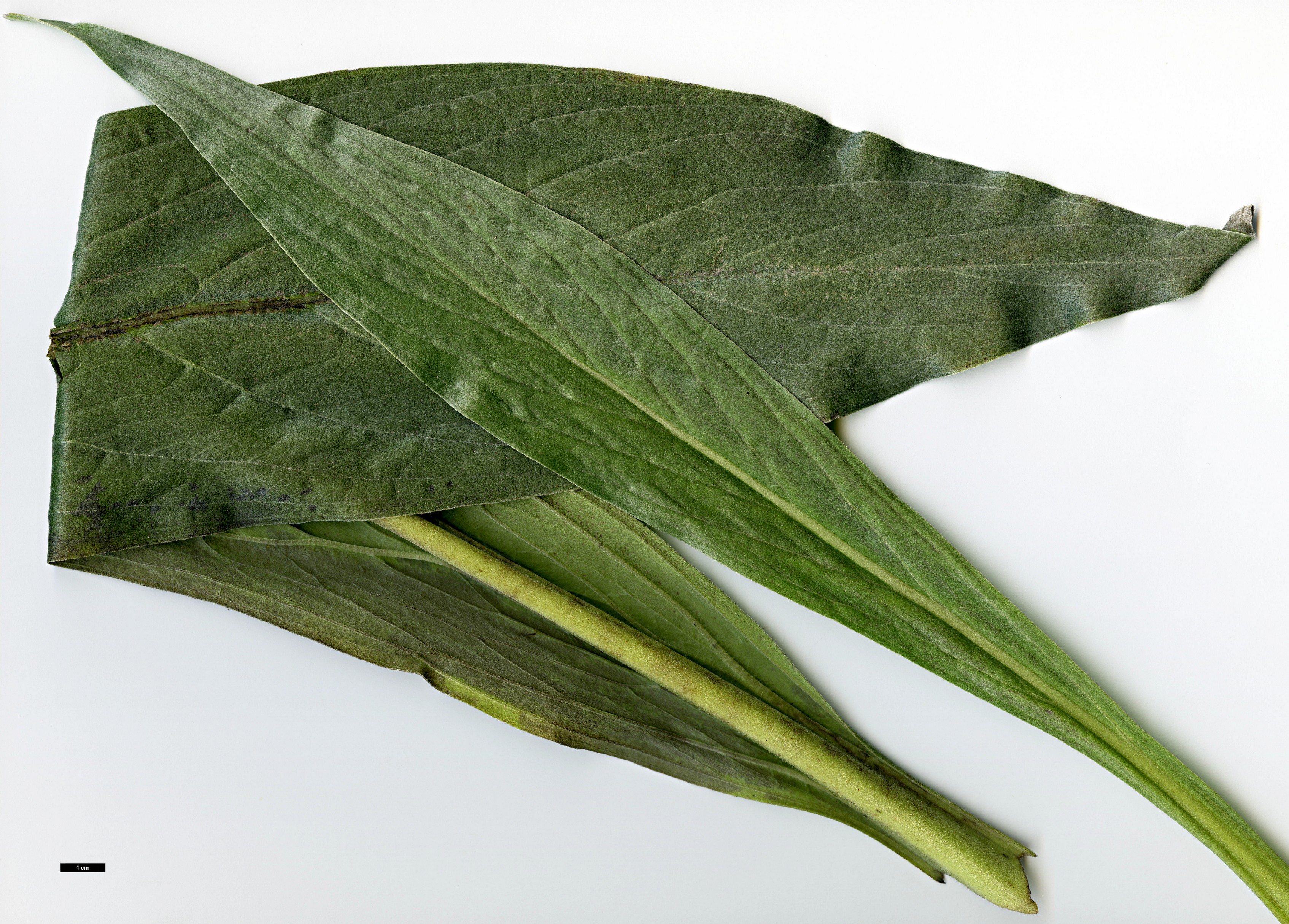 High resolution image: Family: Boraginaceae - Genus: Echium - Taxon: simplex