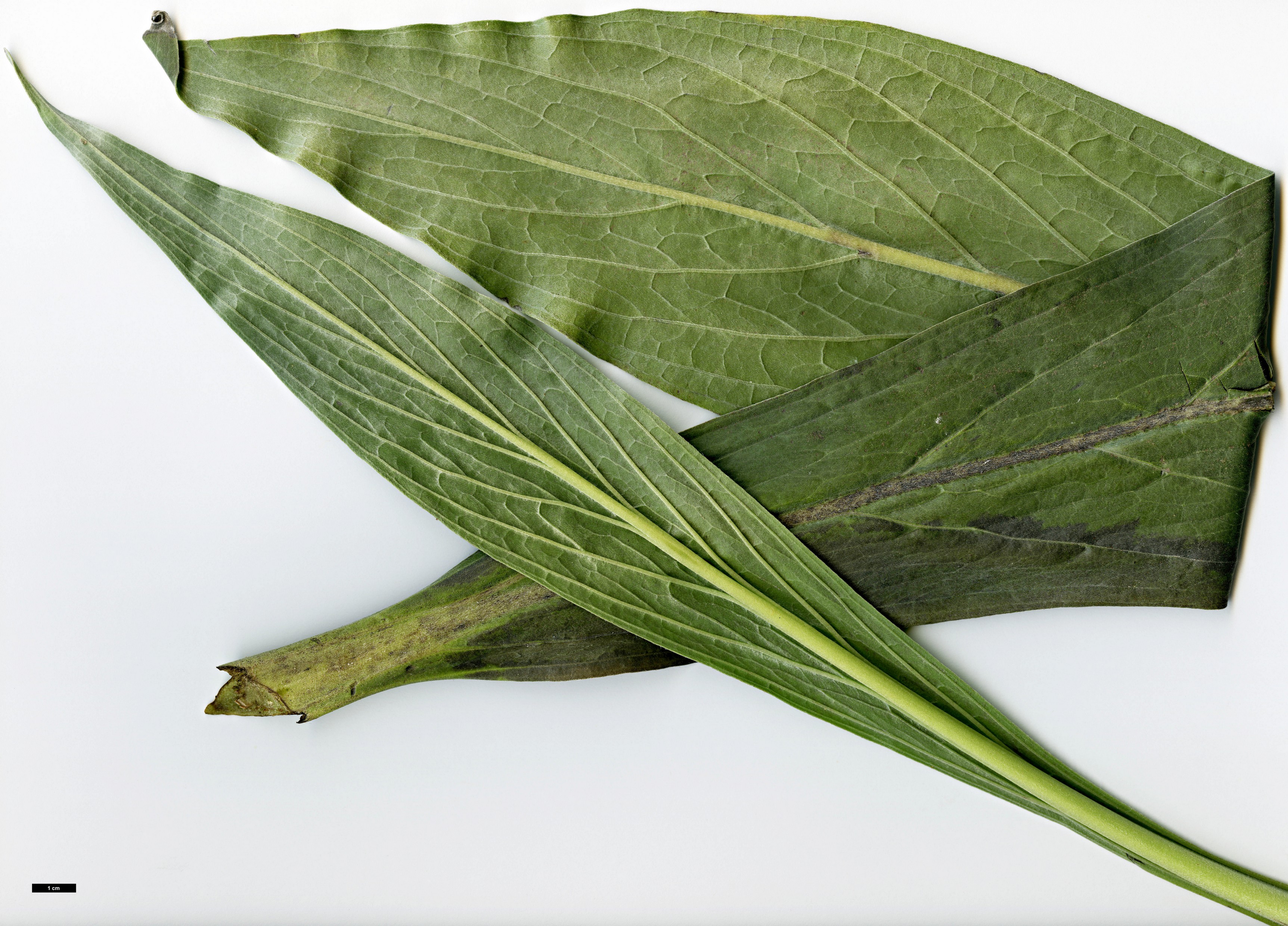 High resolution image: Family: Boraginaceae - Genus: Echium - Taxon: simplex