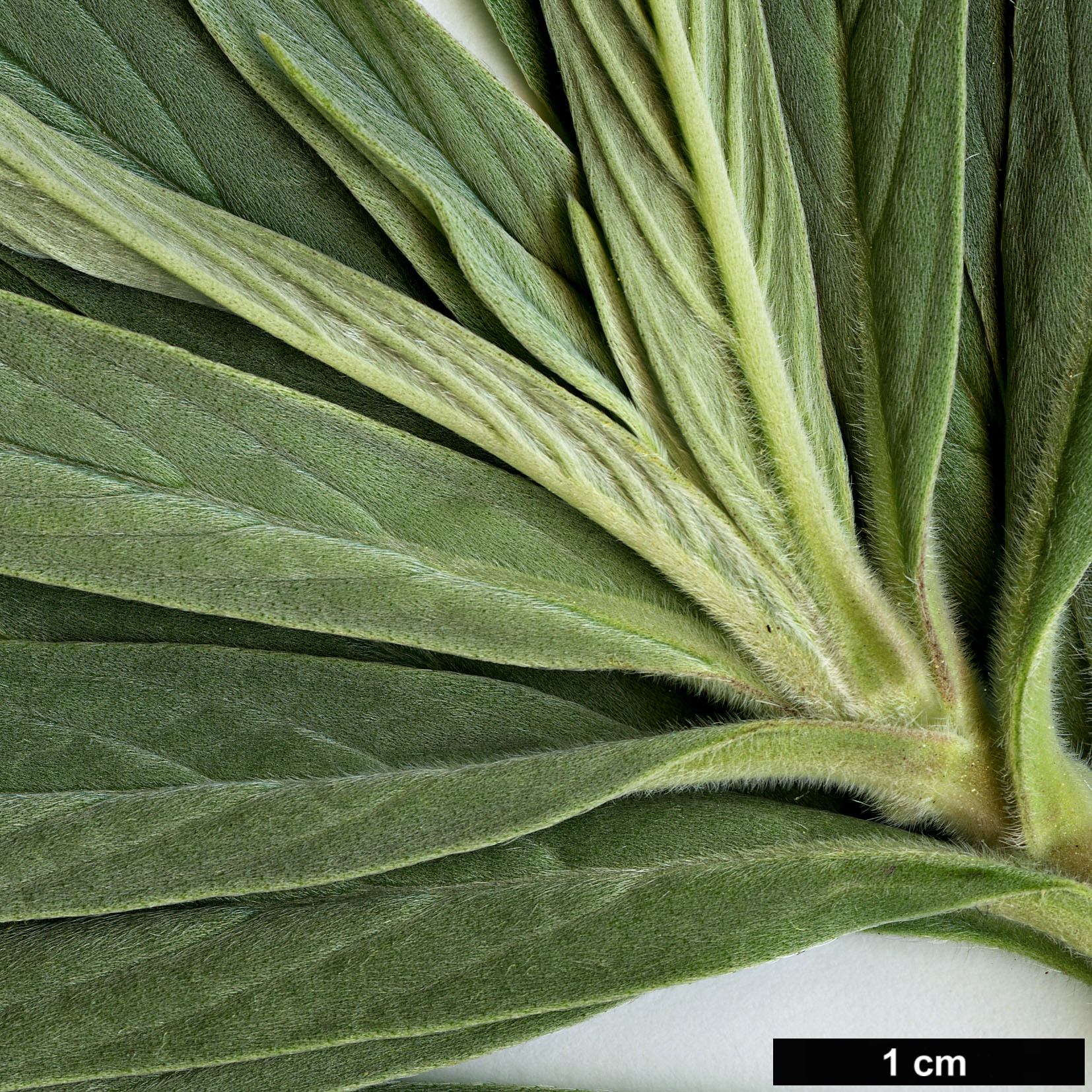 High resolution image: Family: Boraginaceae - Genus: Echium - Taxon: virescens