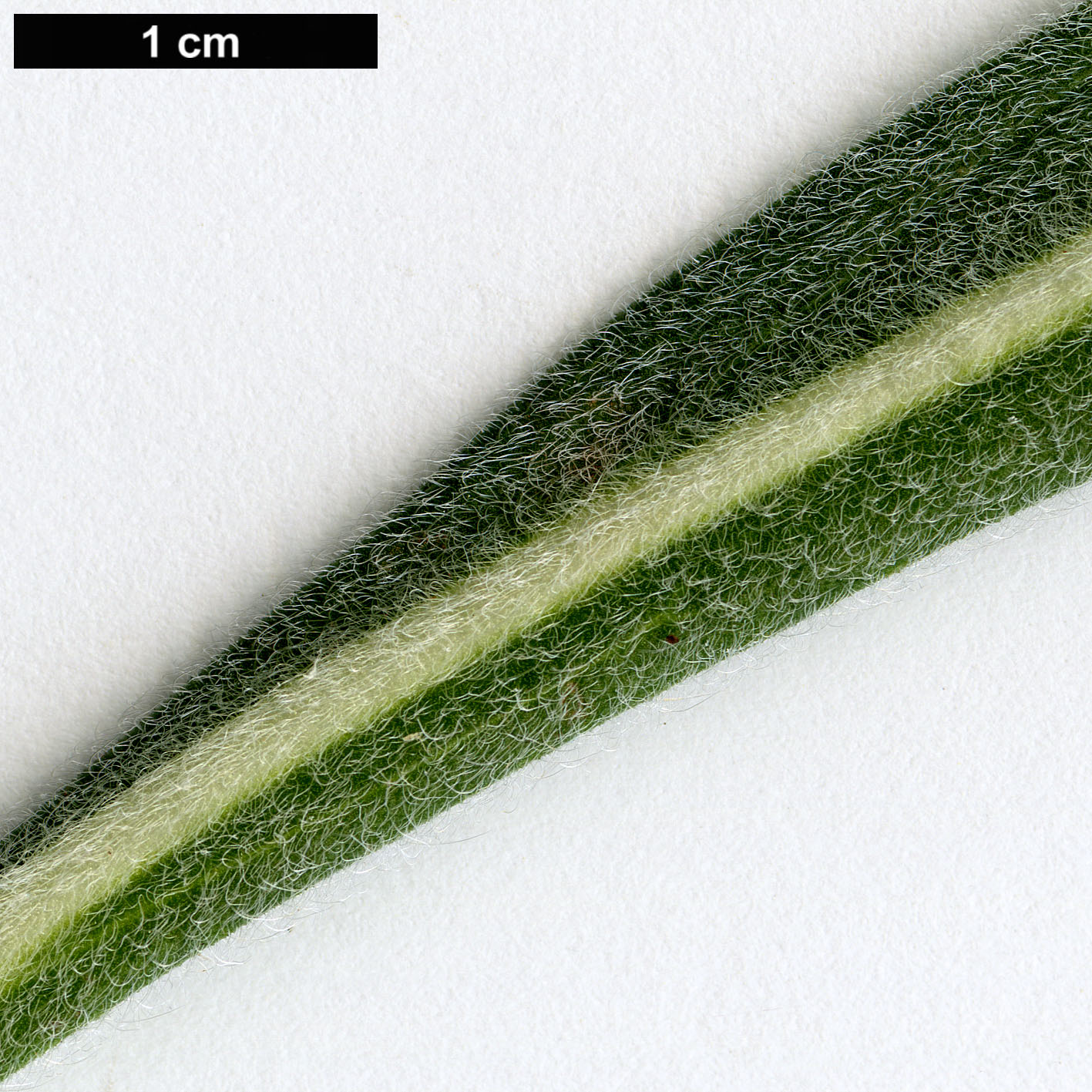 High resolution image: Family: Boraginaceae - Genus: Echium - Taxon: wildpretii