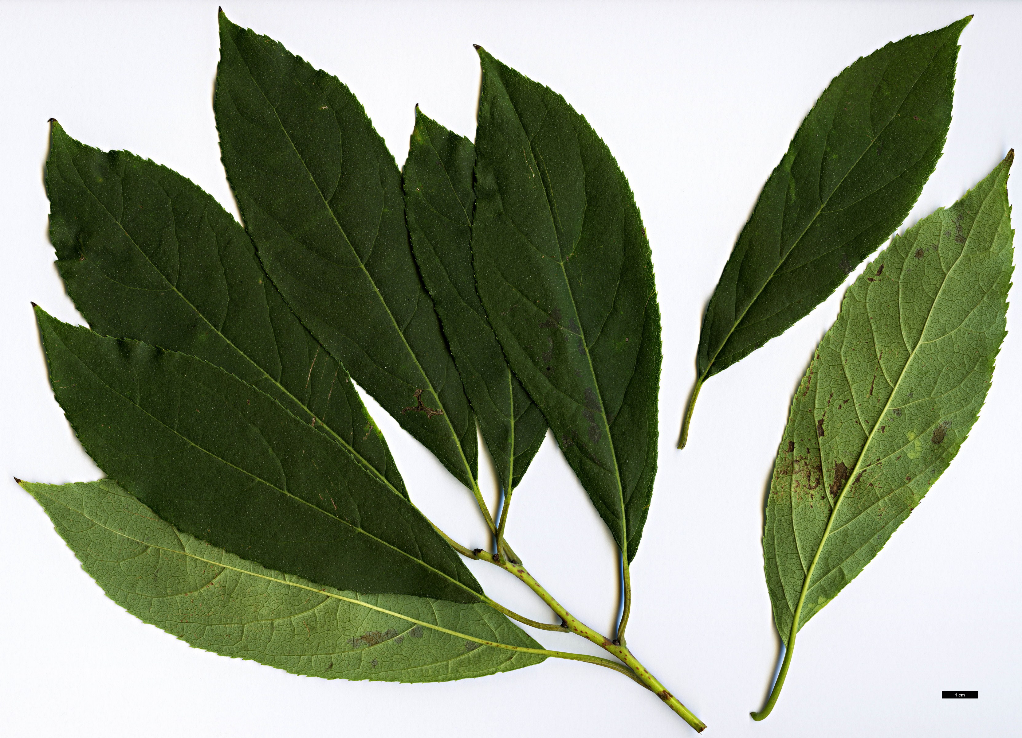 High resolution image: Family: Boraginaceae - Genus: Ehretia - Taxon: acuminata