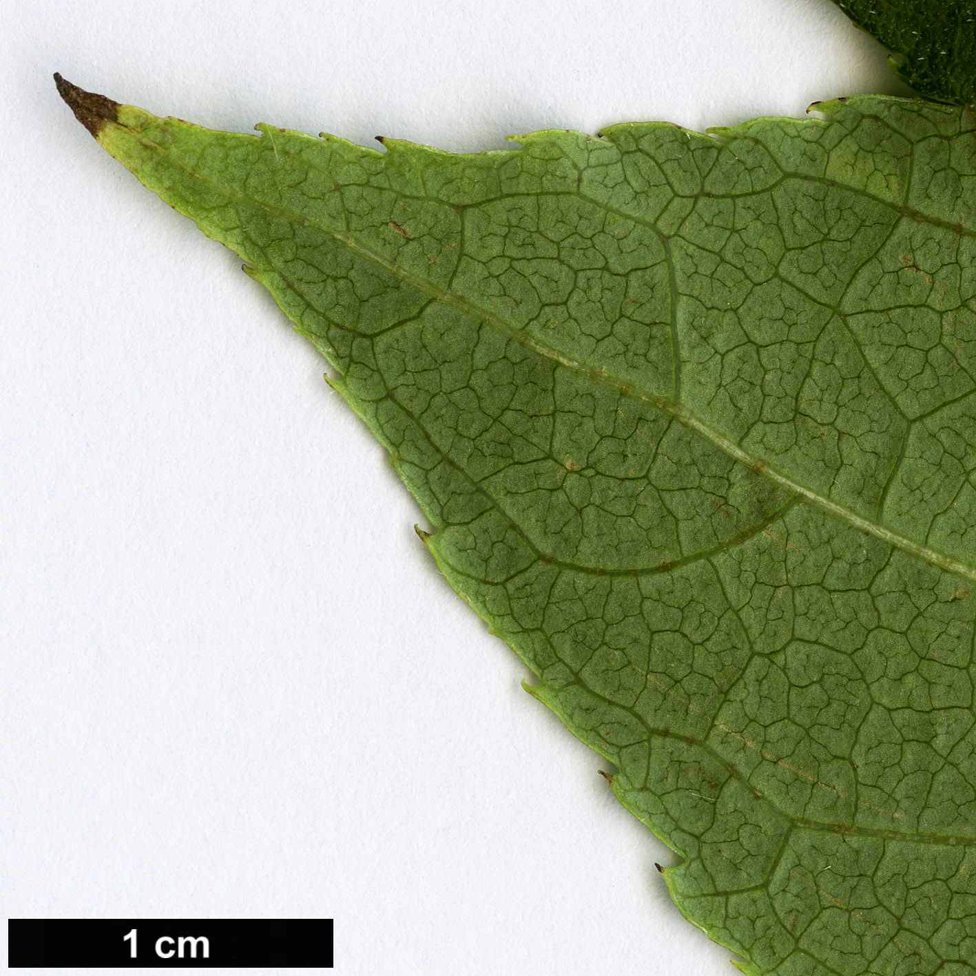 High resolution image: Family: Boraginaceae - Genus: Ehretia - Taxon: acuminata