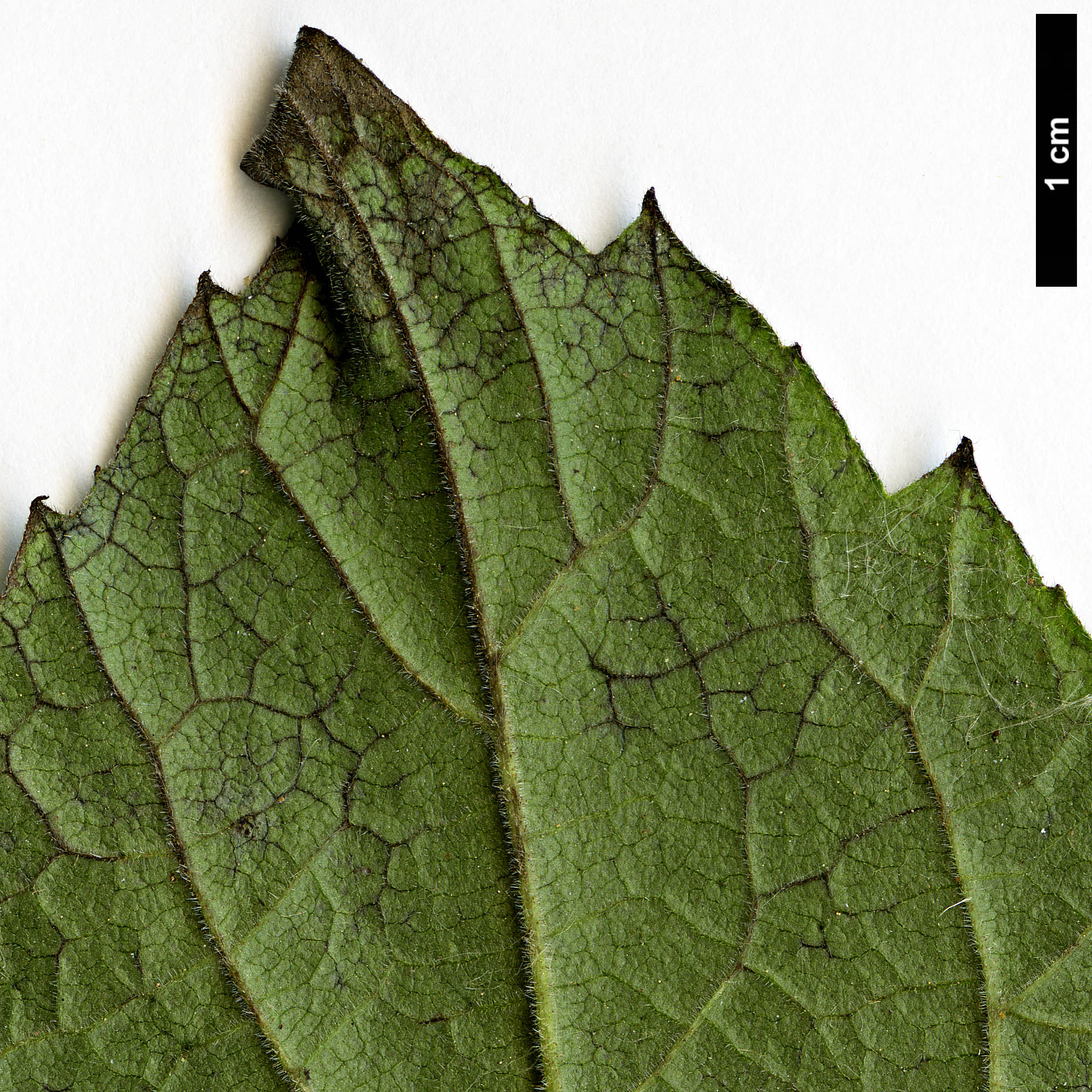 High resolution image: Family: Boraginaceae - Genus: Ehretia - Taxon: dicksonii