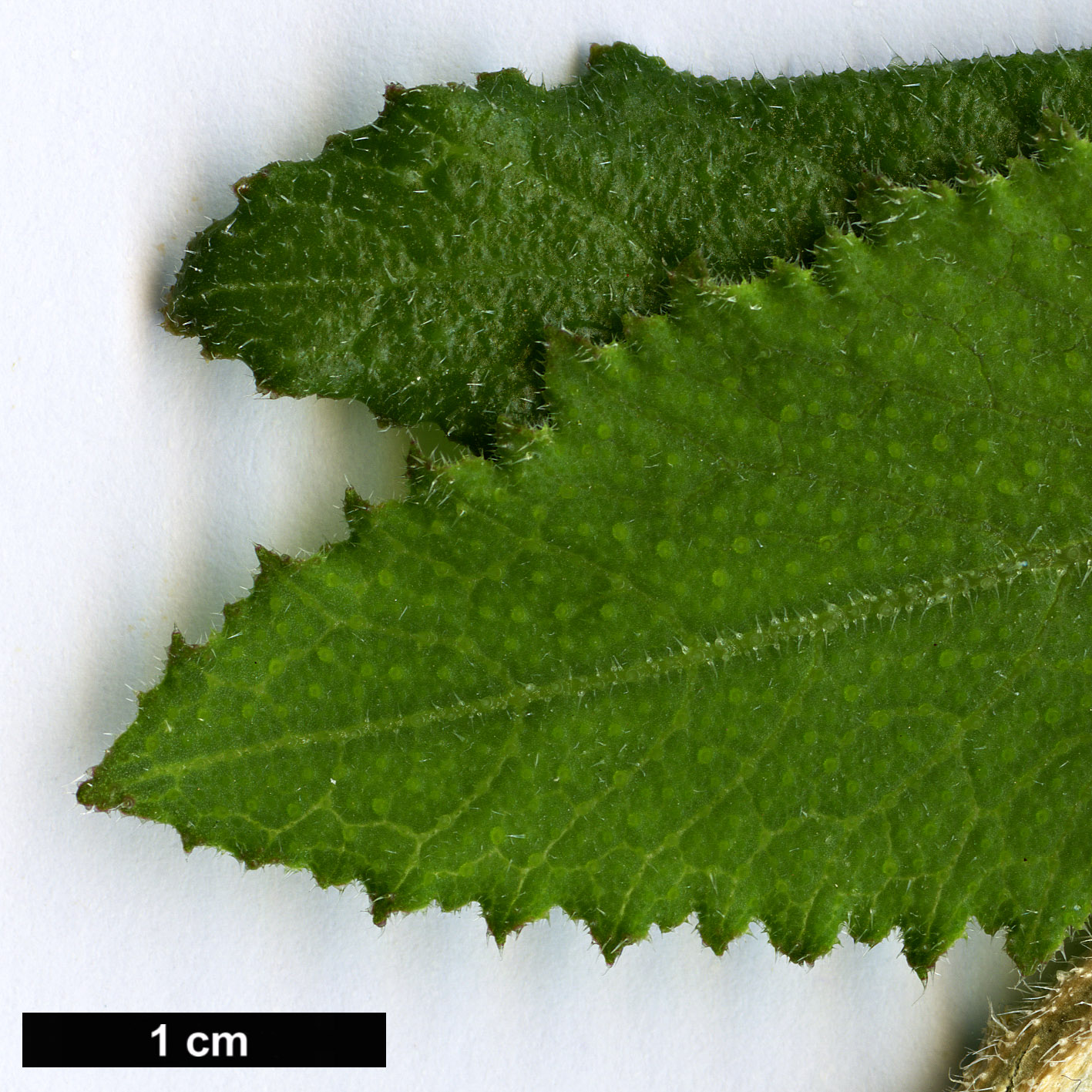 High resolution image: Family: Brassicaceae - Genus: Crambe - Taxon: scaberrima