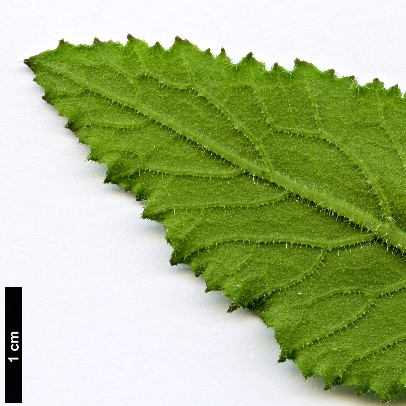 High resolution image: Family: Brassicaceae - Genus: Crambe - Taxon: scaberrima