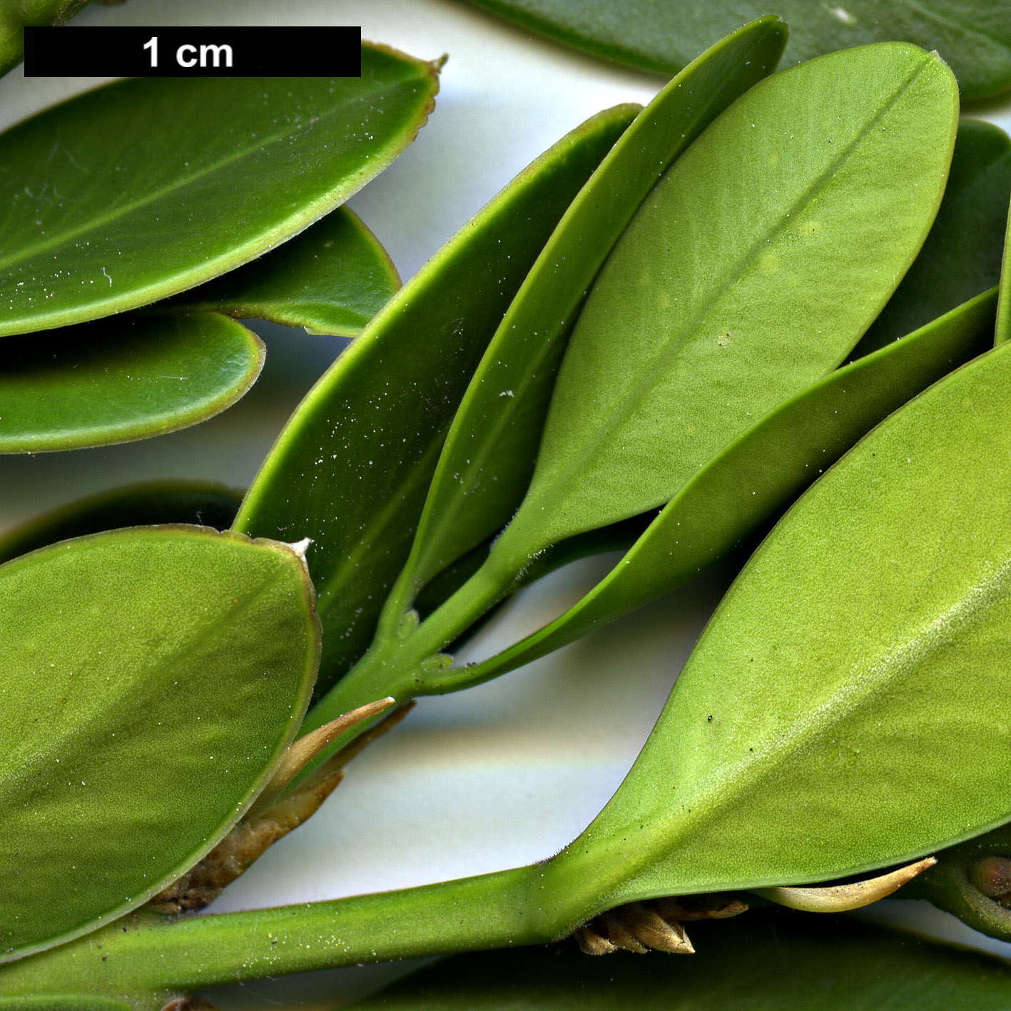 High resolution image: Family: Buxaceae - Genus: Buxus - Taxon: balearica