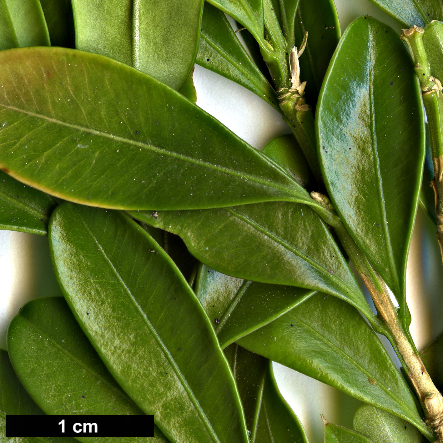 High resolution image: Family: Buxaceae - Genus: Buxus - Taxon: bodinieri