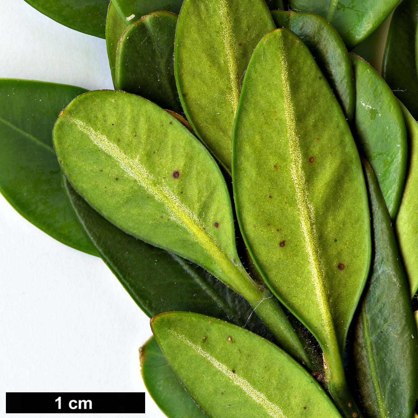 High resolution image: Family: Buxaceae - Genus: Buxus - Taxon: colhica