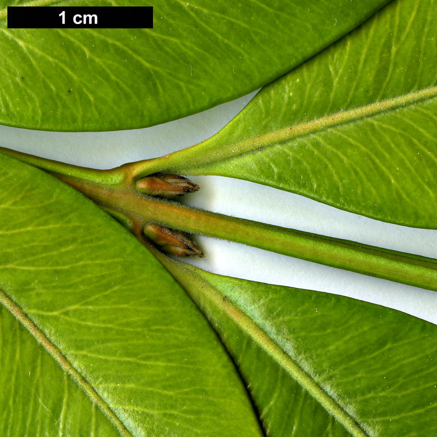 High resolution image: Family: Buxaceae - Genus: Buxus - Taxon: henryi