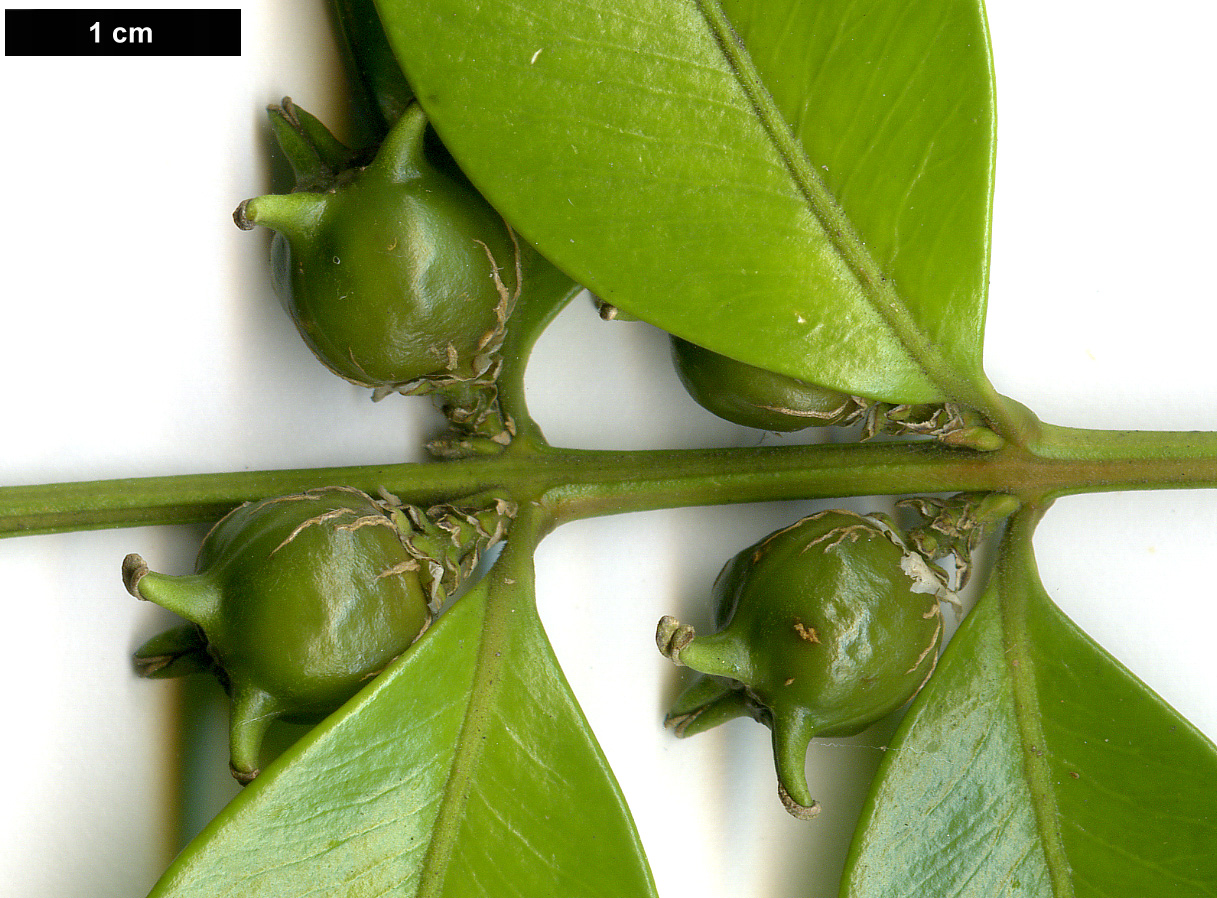 High resolution image: Family: Buxaceae - Genus: Buxus - Taxon: henryi