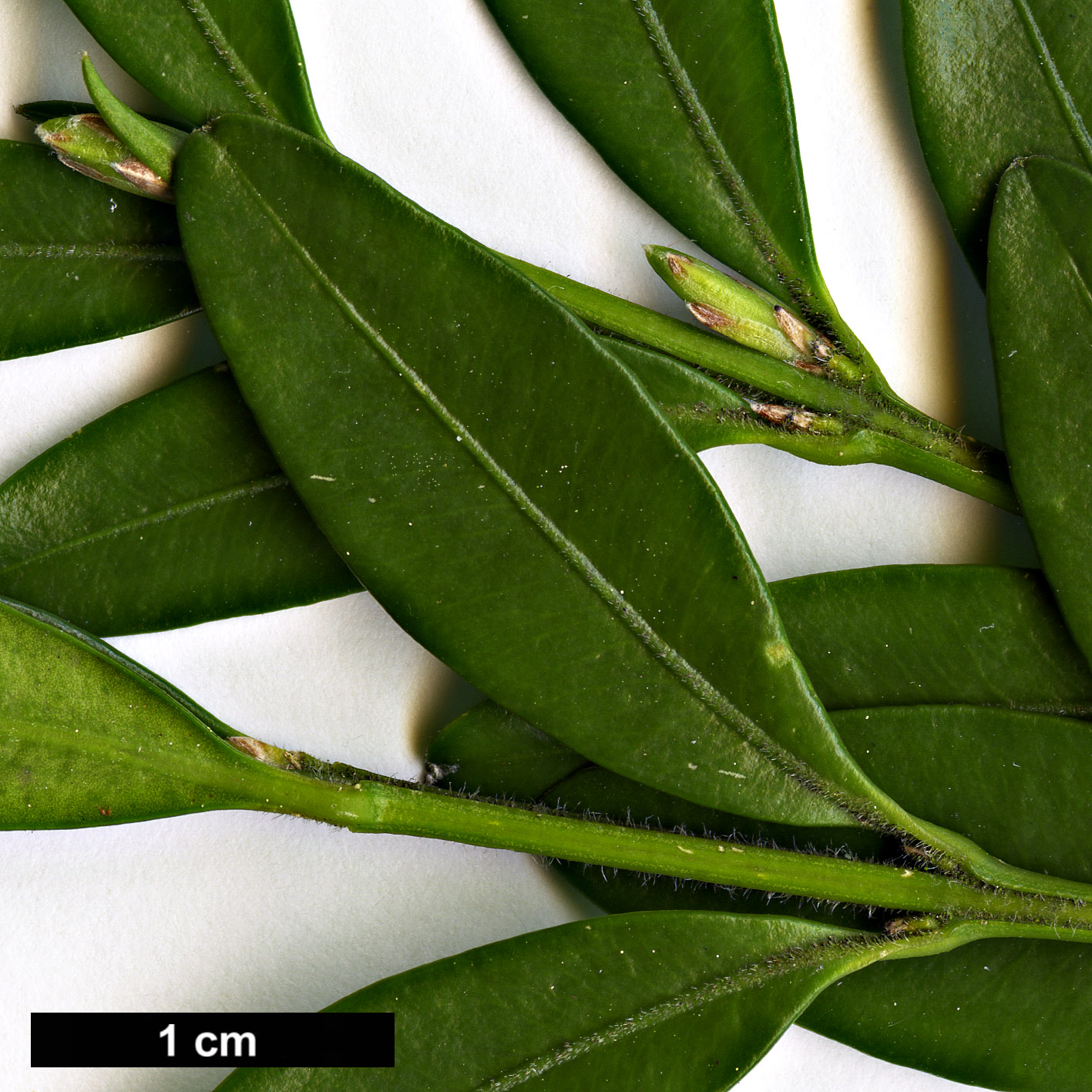 High resolution image: Family: Buxaceae - Genus: Buxus - Taxon: hyrcana