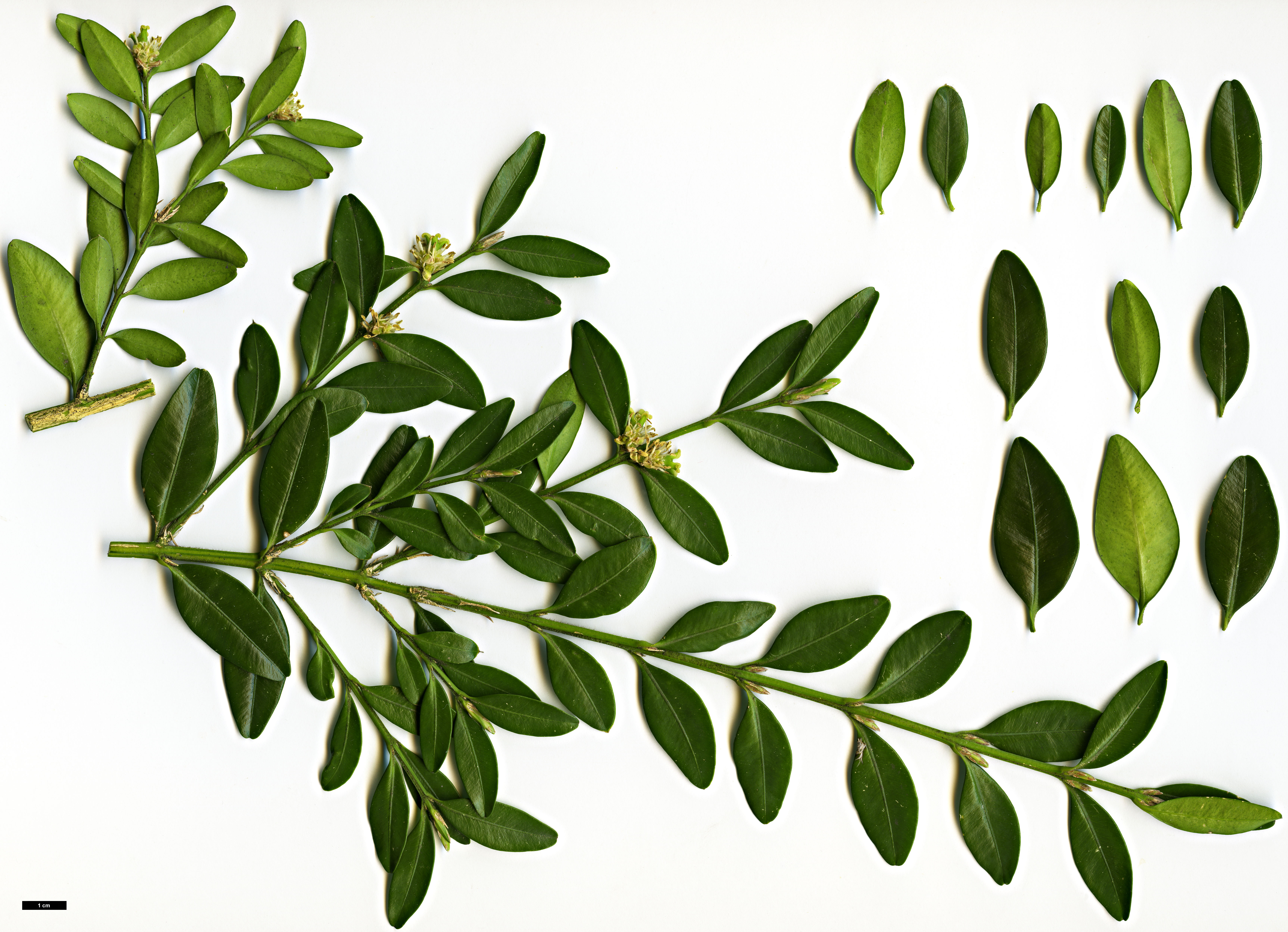 High resolution image: Family: Buxaceae - Genus: Buxus - Taxon: hyrcana