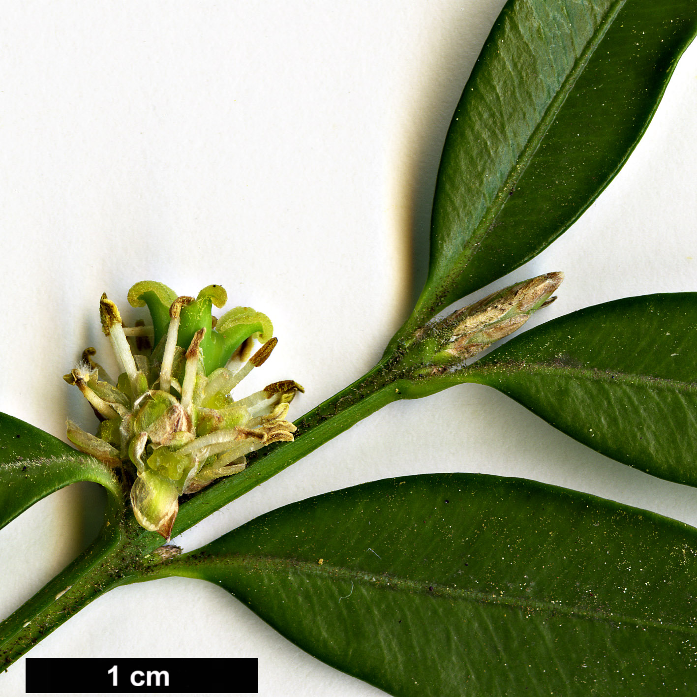 High resolution image: Family: Buxaceae - Genus: Buxus - Taxon: hyrcana