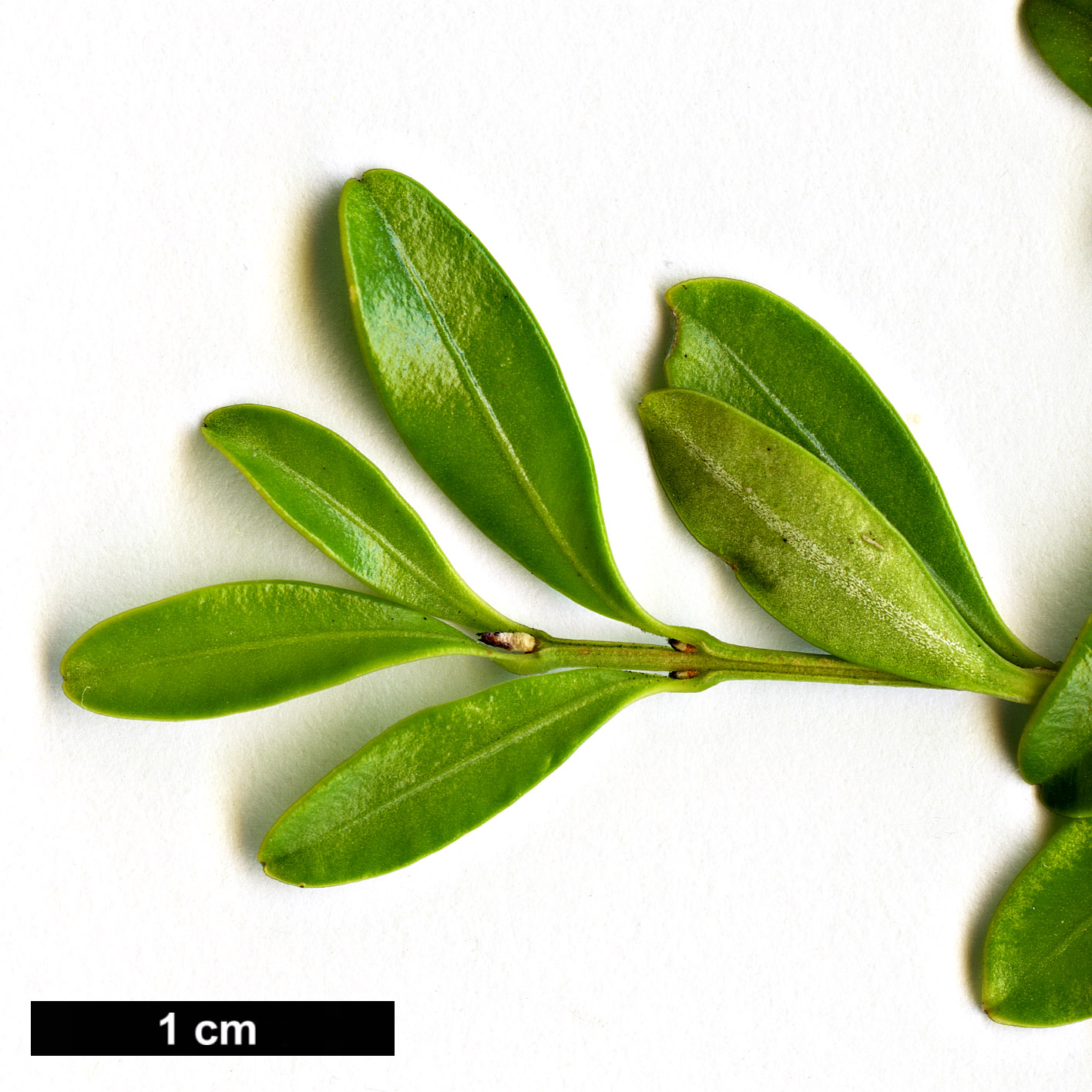 High resolution image: Family: Buxaceae - Genus: Buxus - Taxon: microphylla