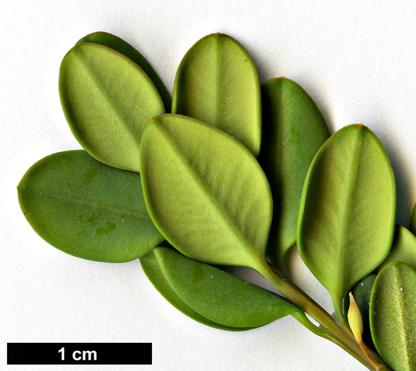 High resolution image: Family: Buxaceae - Genus: Buxus - Taxon: rugulosa