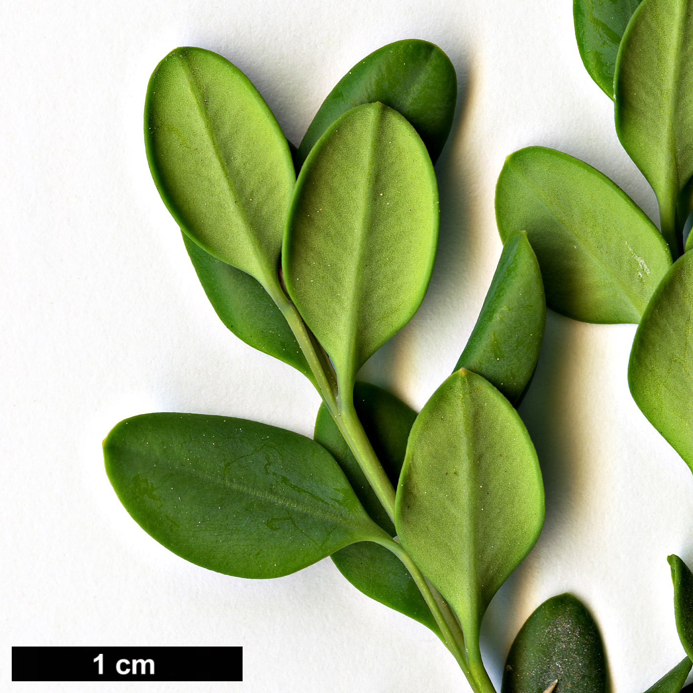 High resolution image: Family: Buxaceae - Genus: Buxus - Taxon: rugulosa