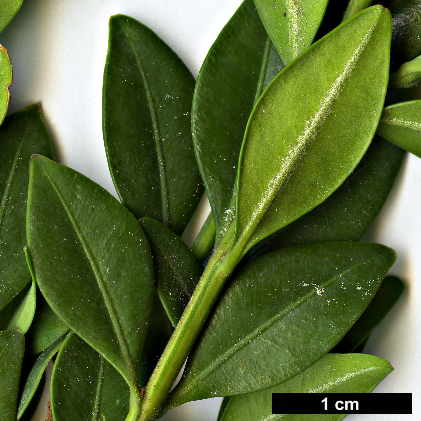 High resolution image: Family: Buxaceae - Genus: Buxus - Taxon: sempervirens