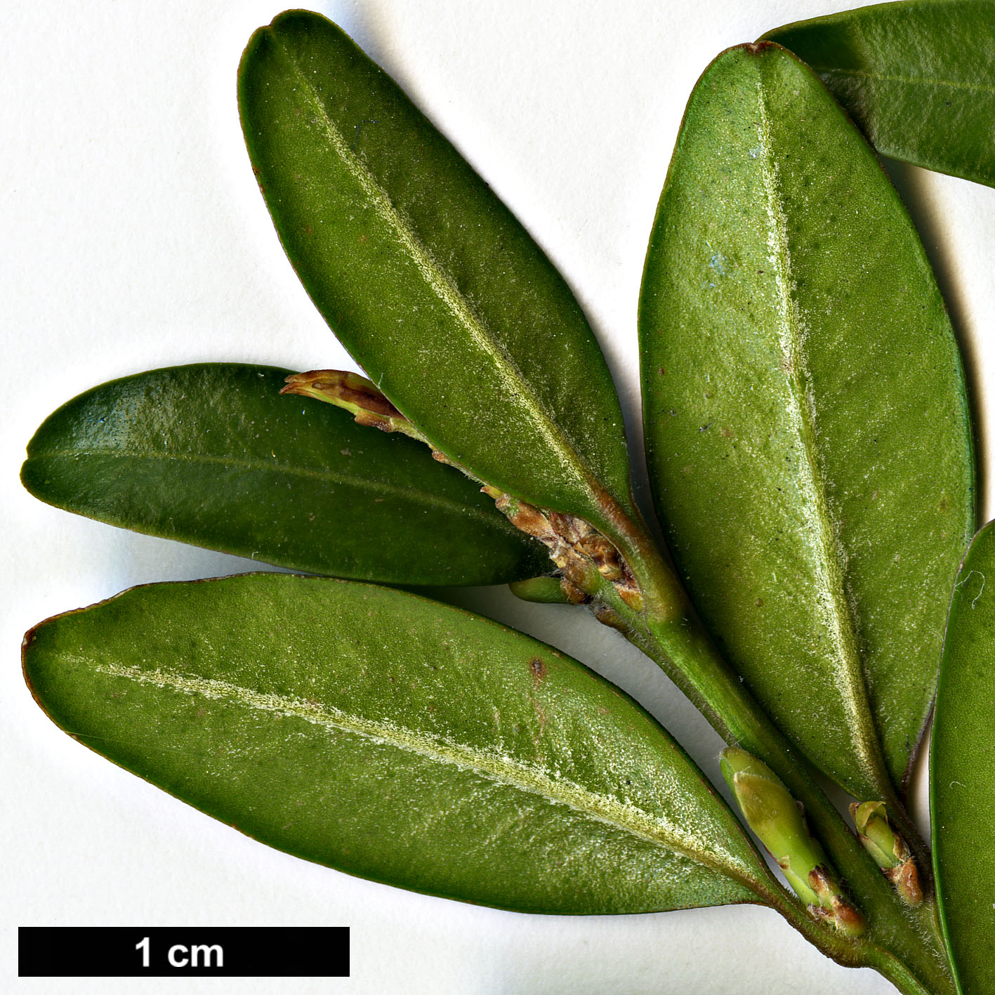 High resolution image: Family: Buxaceae - Genus: Buxus - Taxon: sempervirens