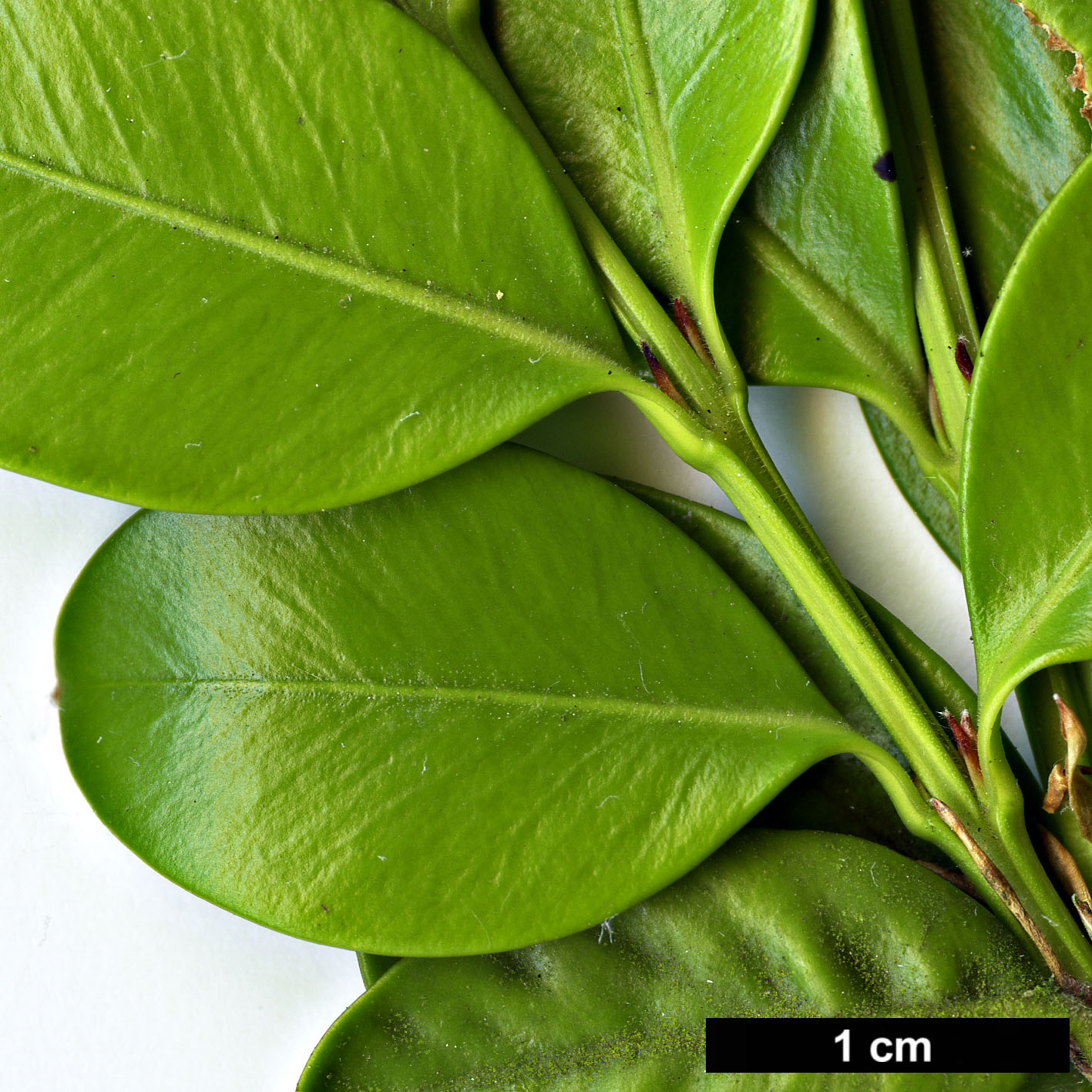 High resolution image: Family: Buxaceae - Genus: Buxus - Taxon: sinica