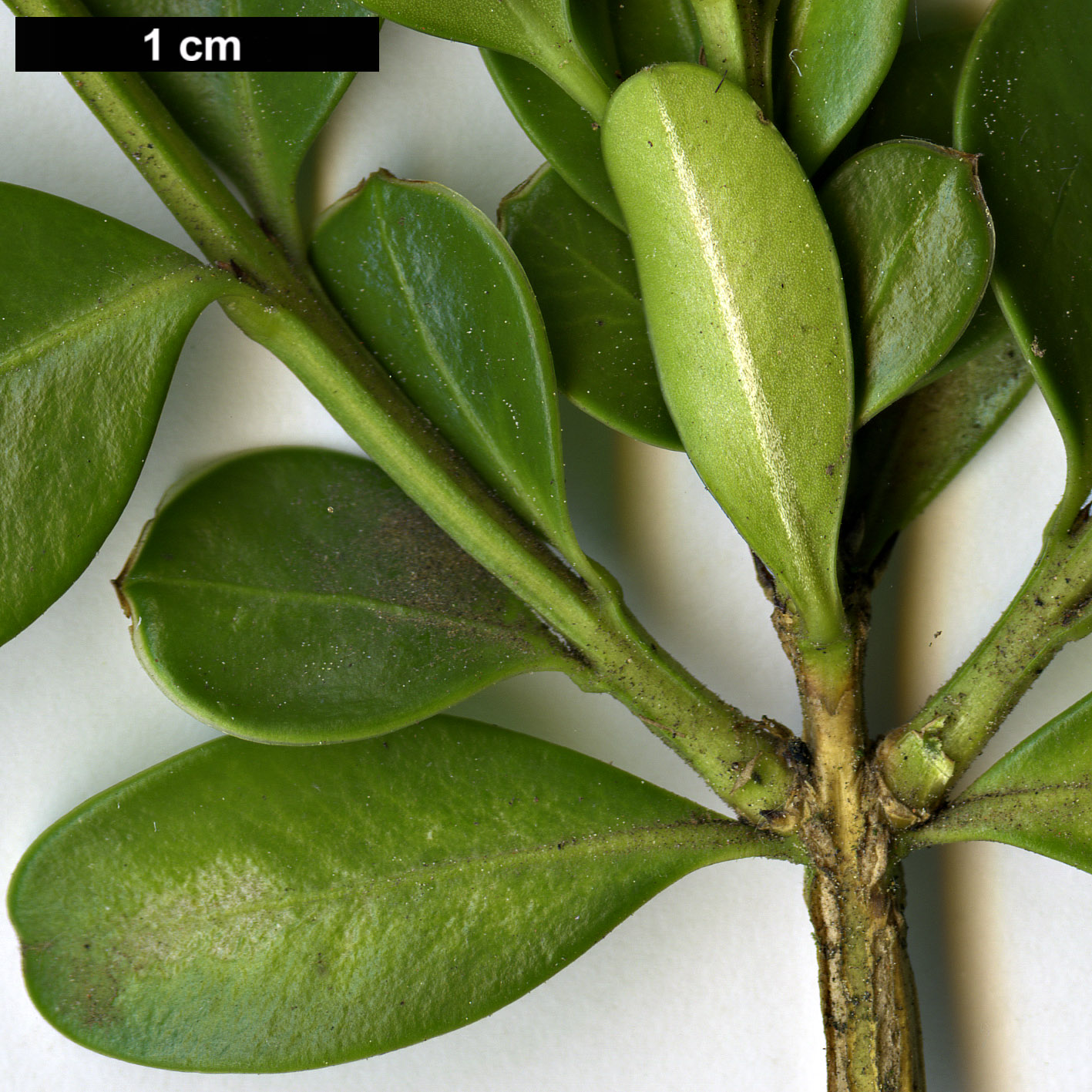 High resolution image: Family: Buxaceae - Genus: Buxus - Taxon: sinica