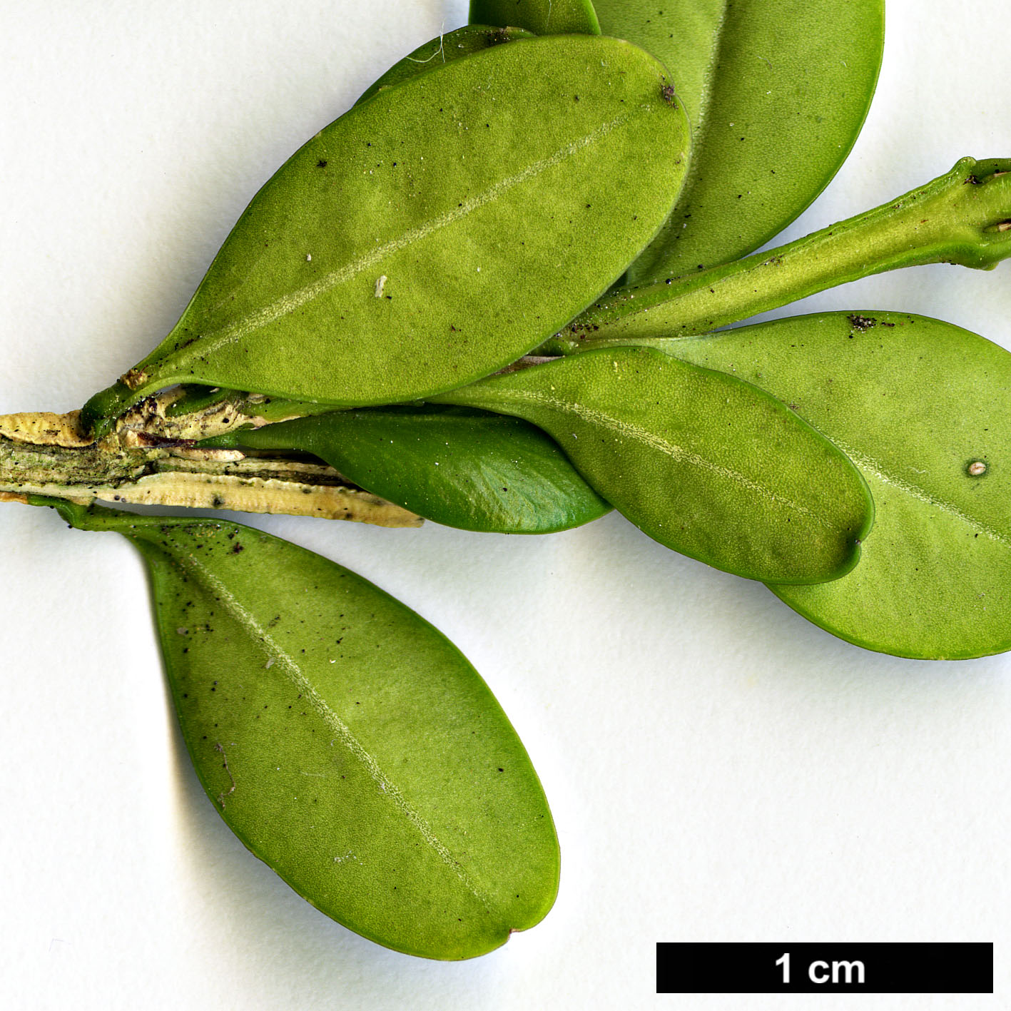 High resolution image: Family: Buxaceae - Genus: Buxus - Taxon: sinica