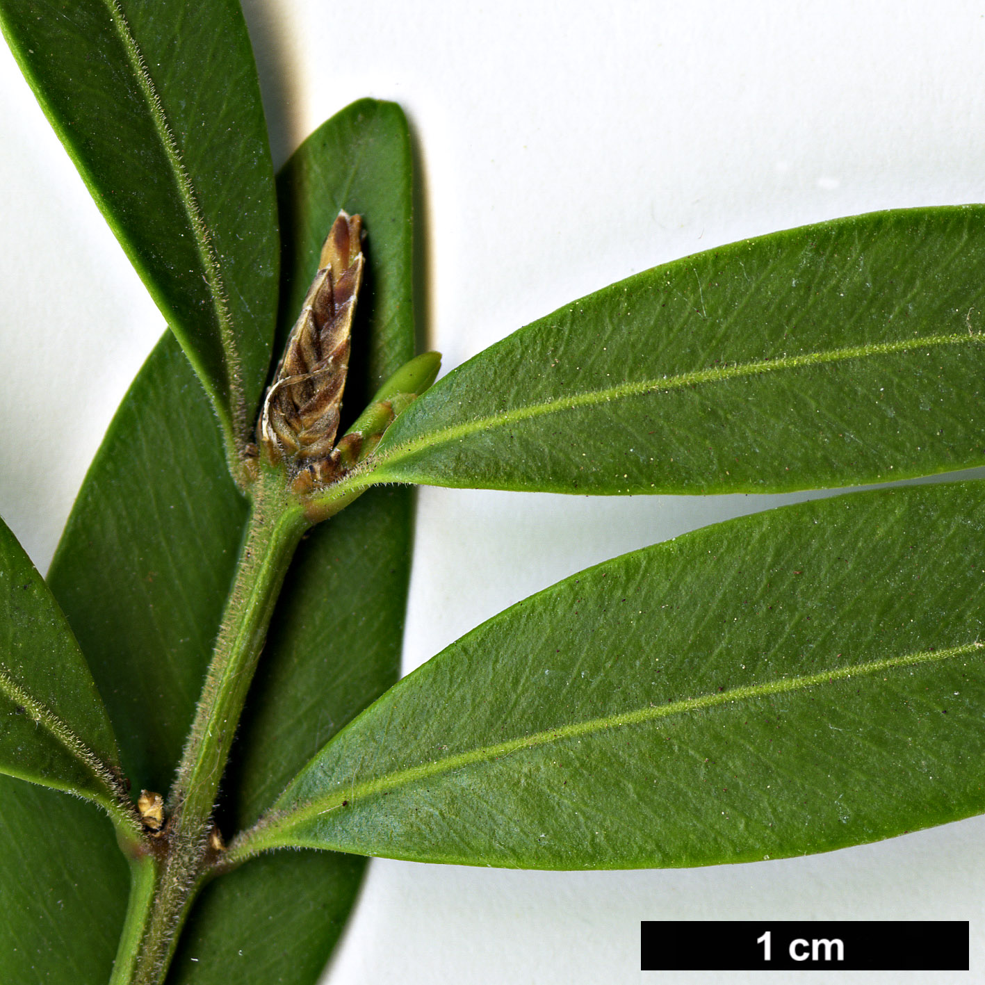 High resolution image: Family: Buxaceae - Genus: Buxus - Taxon: wallichiana