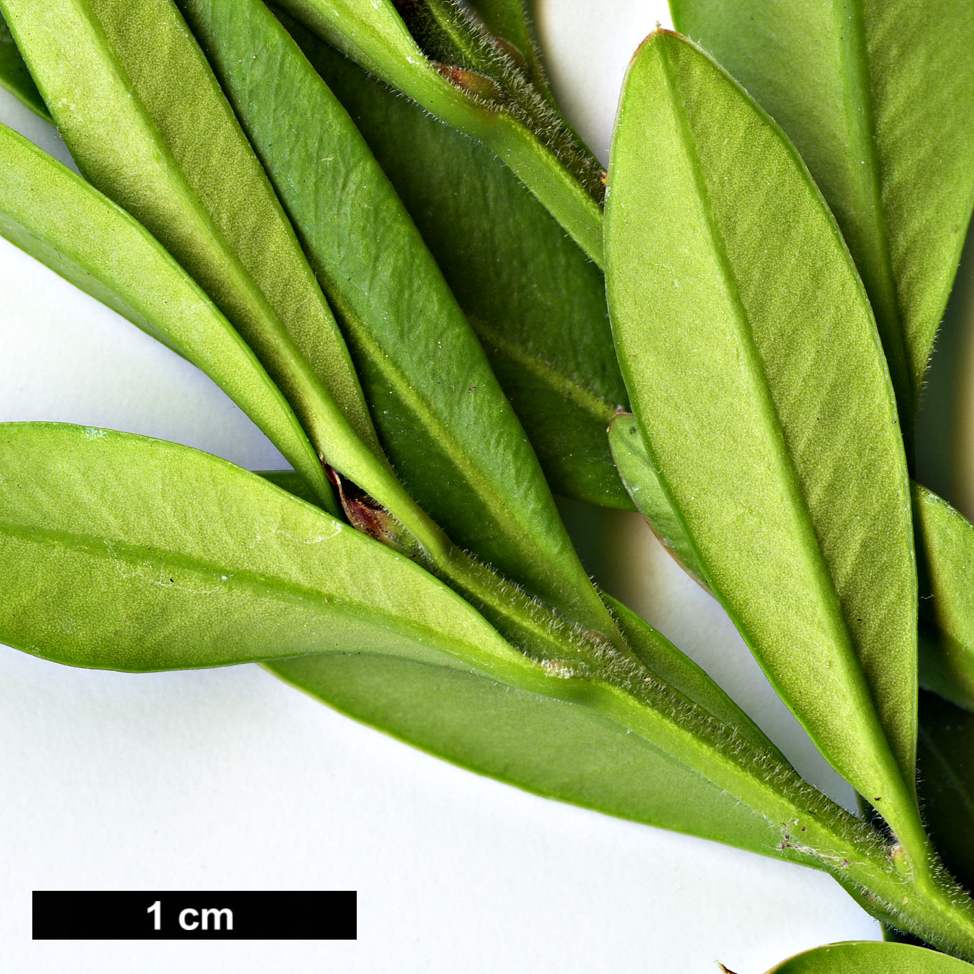 High resolution image: Family: Buxaceae - Genus: Buxus - Taxon: wallichiana