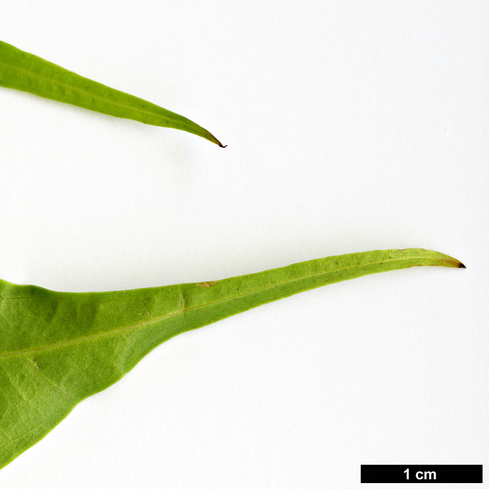 High resolution image: Family: Buxaceae - Genus: Sarcococca - Taxon: coriacea