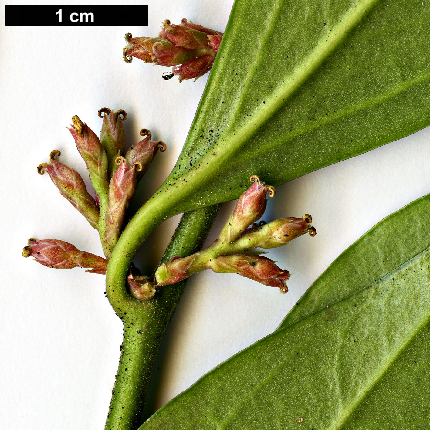 High resolution image: Family: Buxaceae - Genus: Sarcococca - Taxon: orientalis