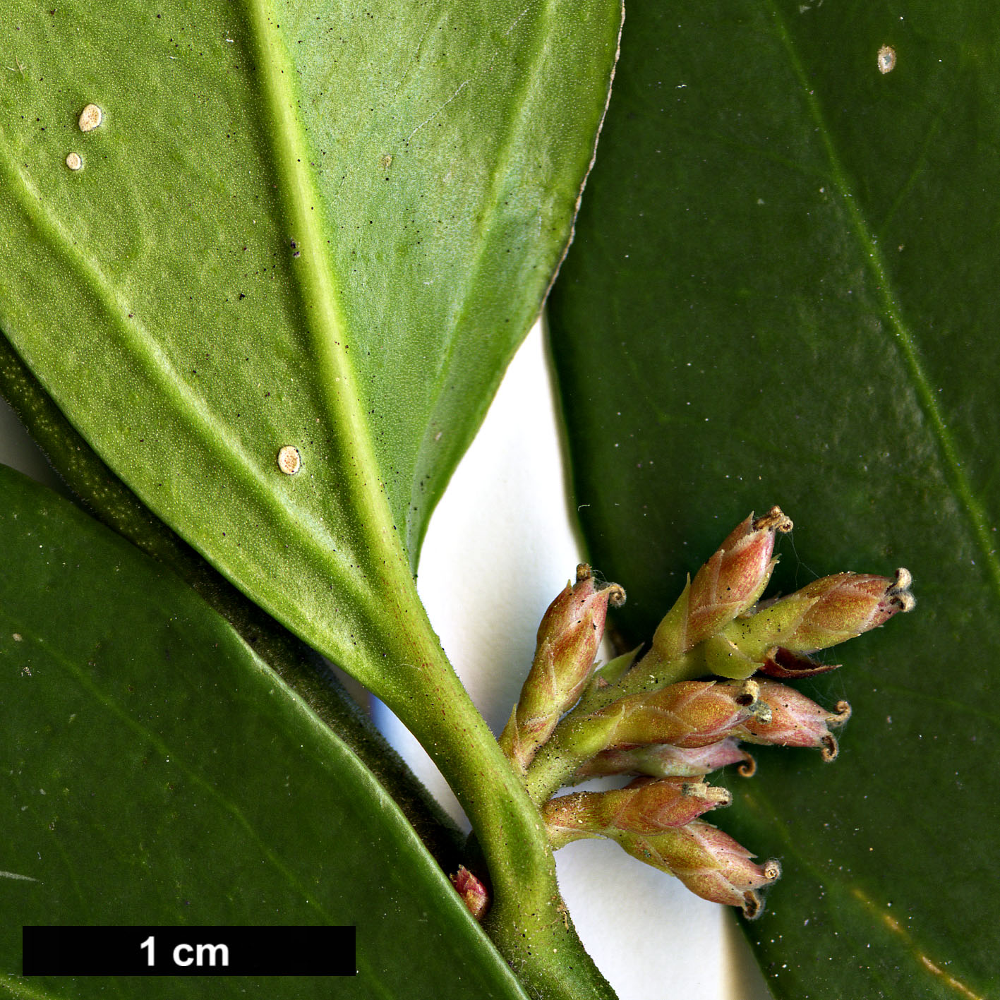 High resolution image: Family: Buxaceae - Genus: Sarcococca - Taxon: orientalis