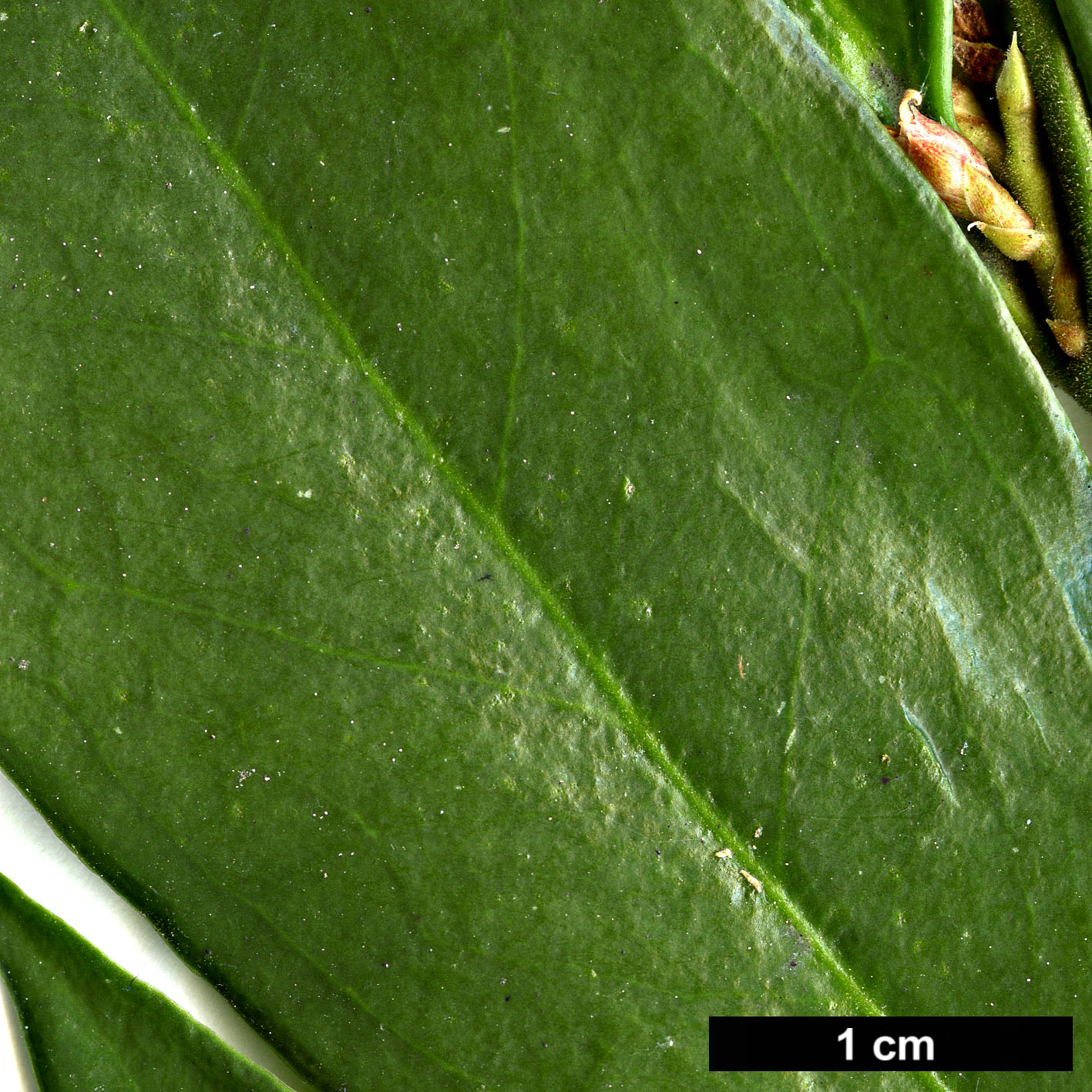 High resolution image: Family: Buxaceae - Genus: Sarcococca - Taxon: orientalis